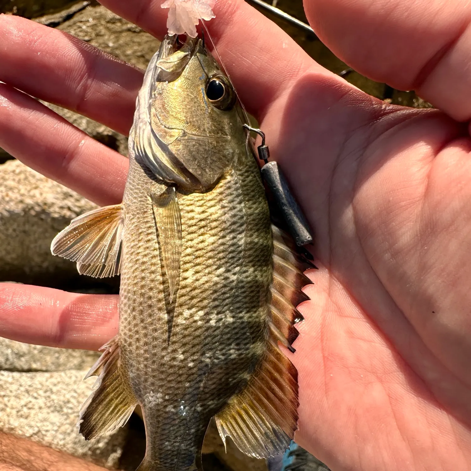 The most recent Pacific cubera snapper catches on Fishbrain