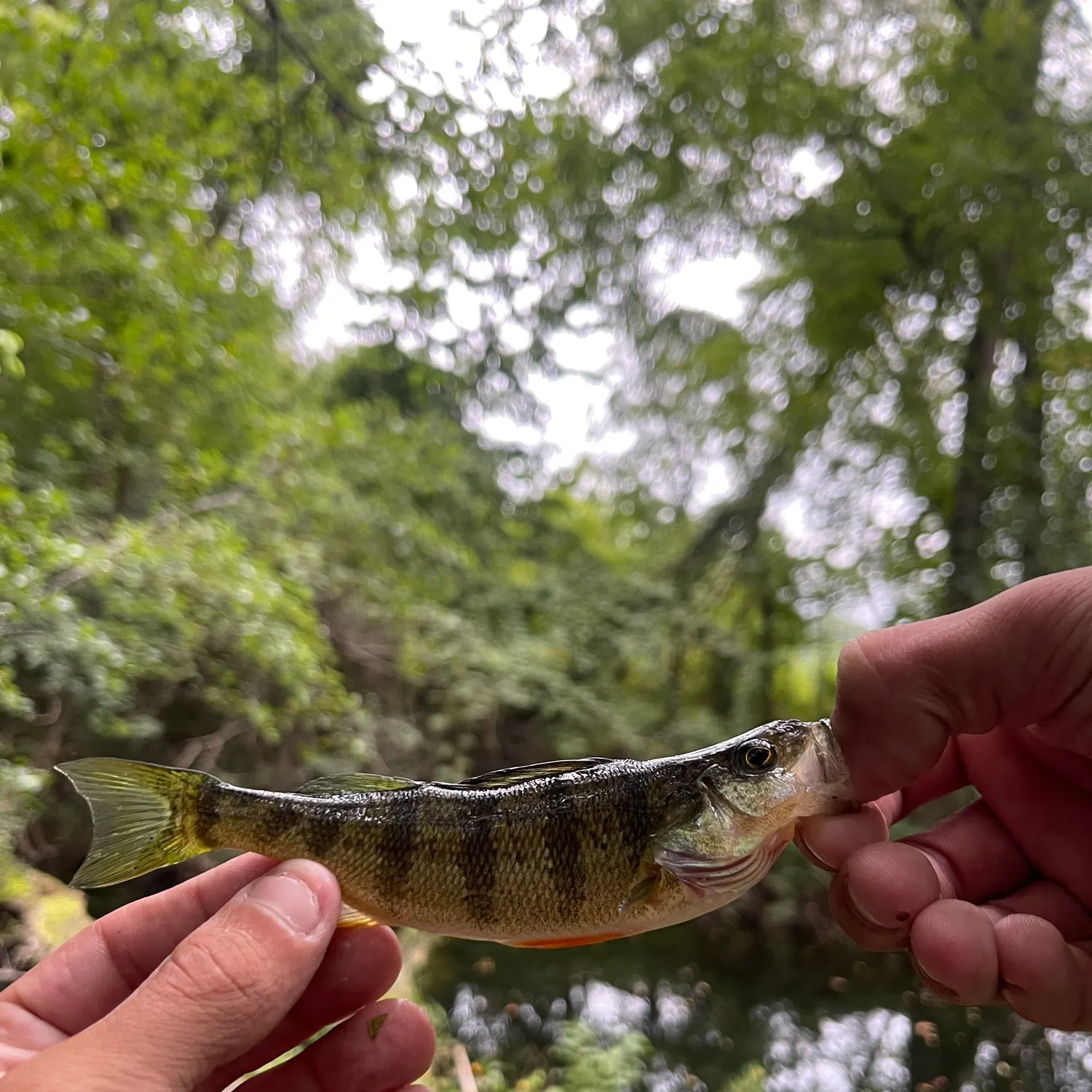 Yellow perch caught on Fishbrain