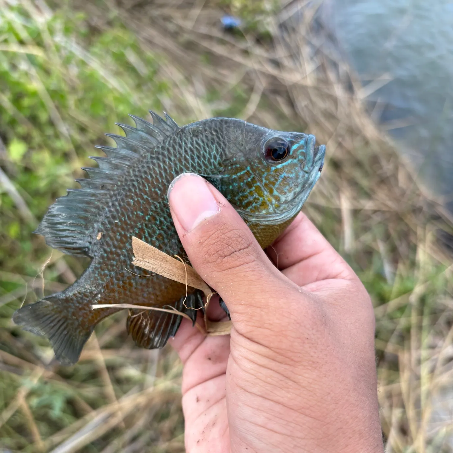 Greengill hybrid caught on Fishbrain