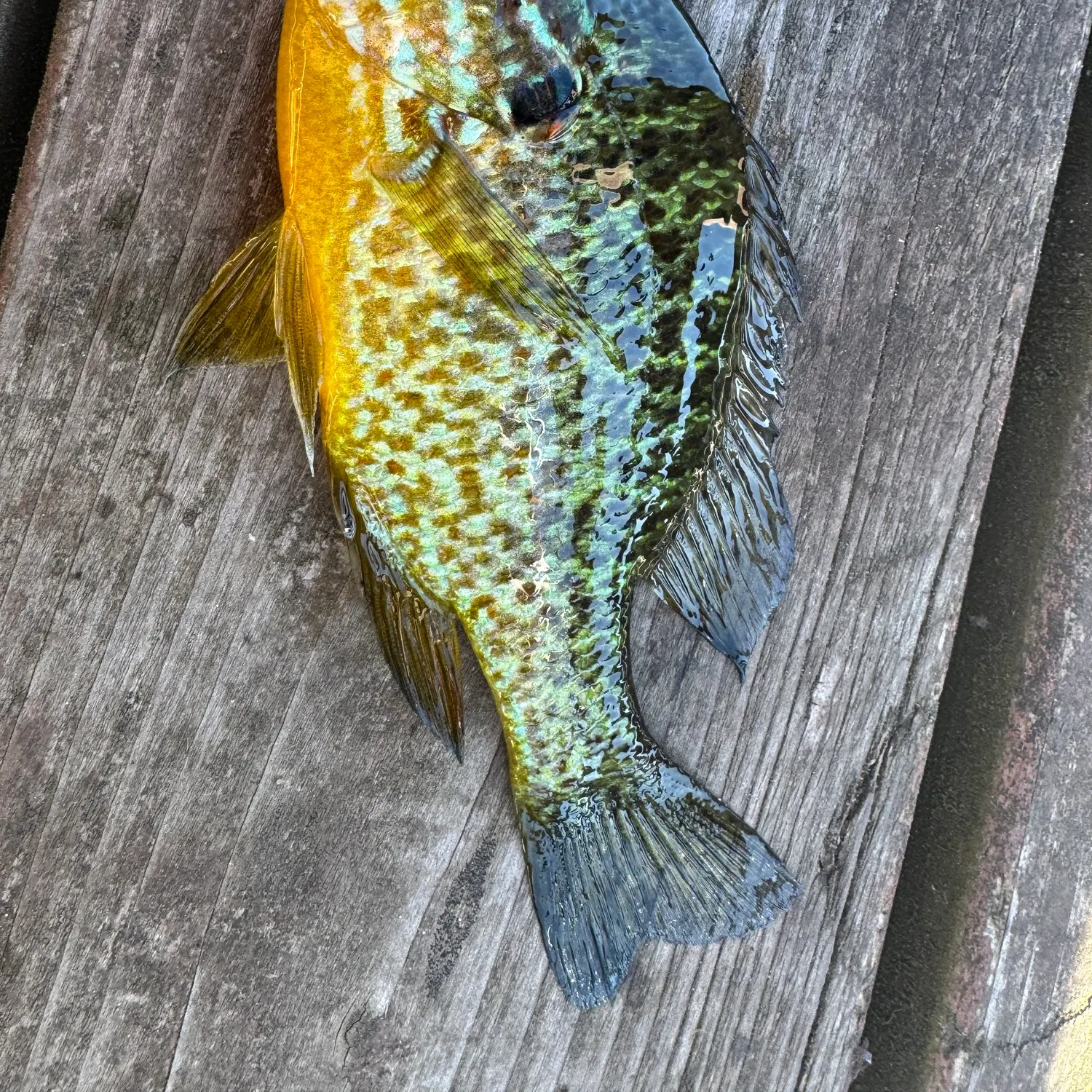 Pumpkinseed caught on Fishbrain