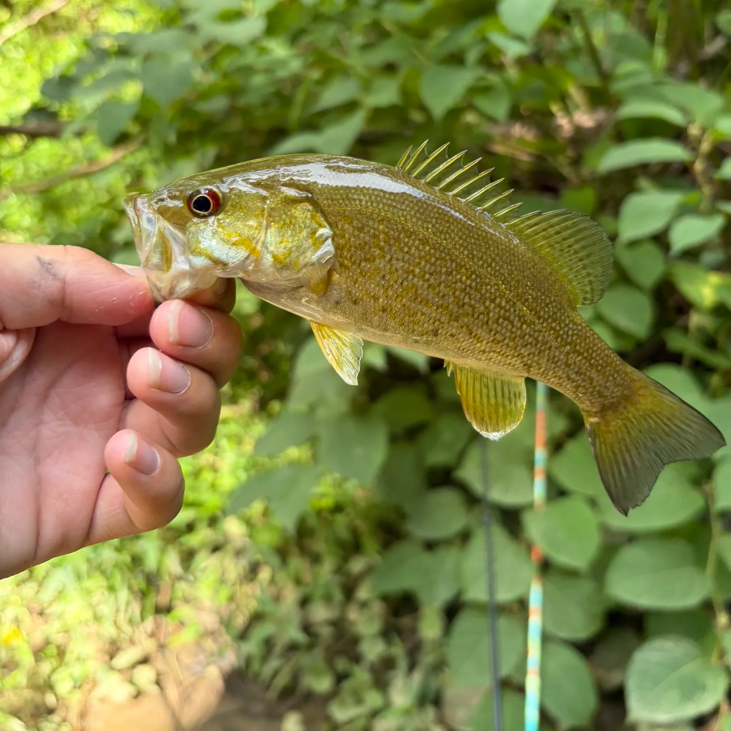 Smallmouth bass caught on Fishbrain