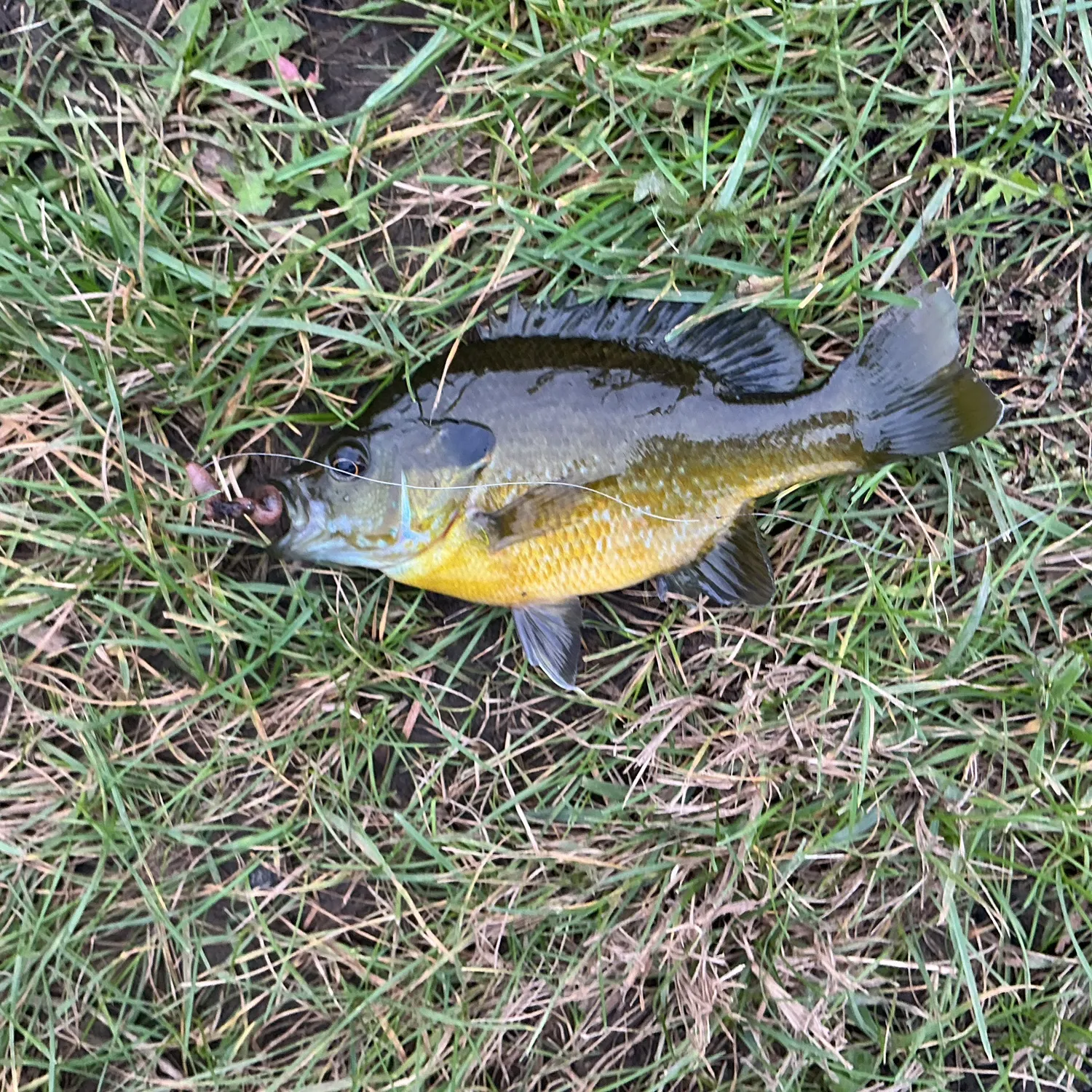 Green sunfish caught on Fishbrain