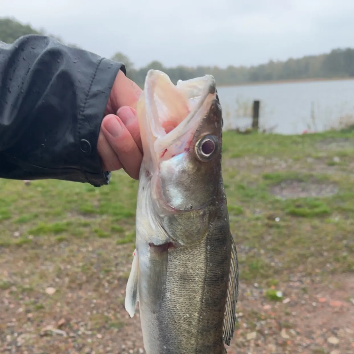 Zander caught on Fishbrain