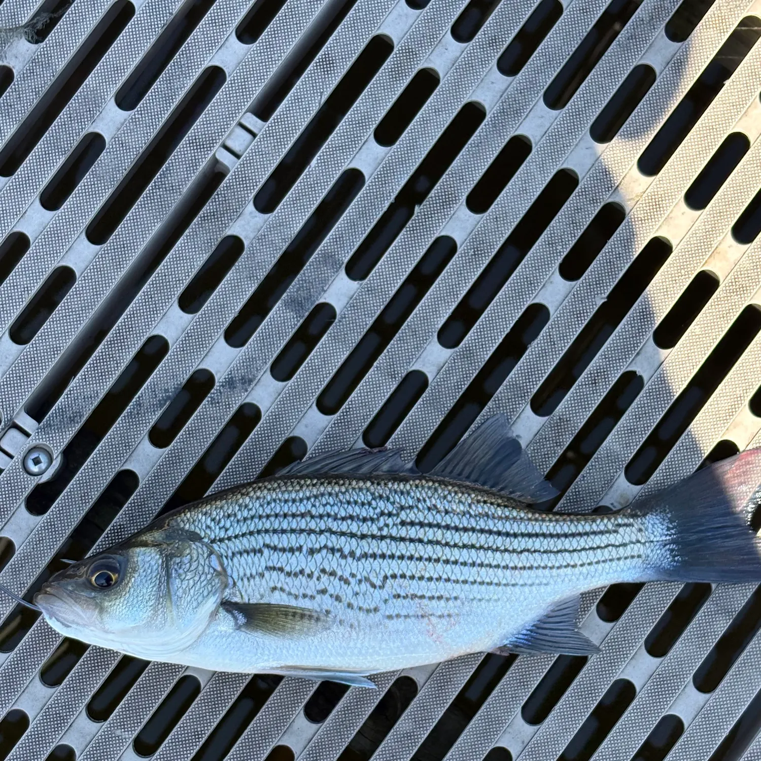 Wiper caught on Fishbrain