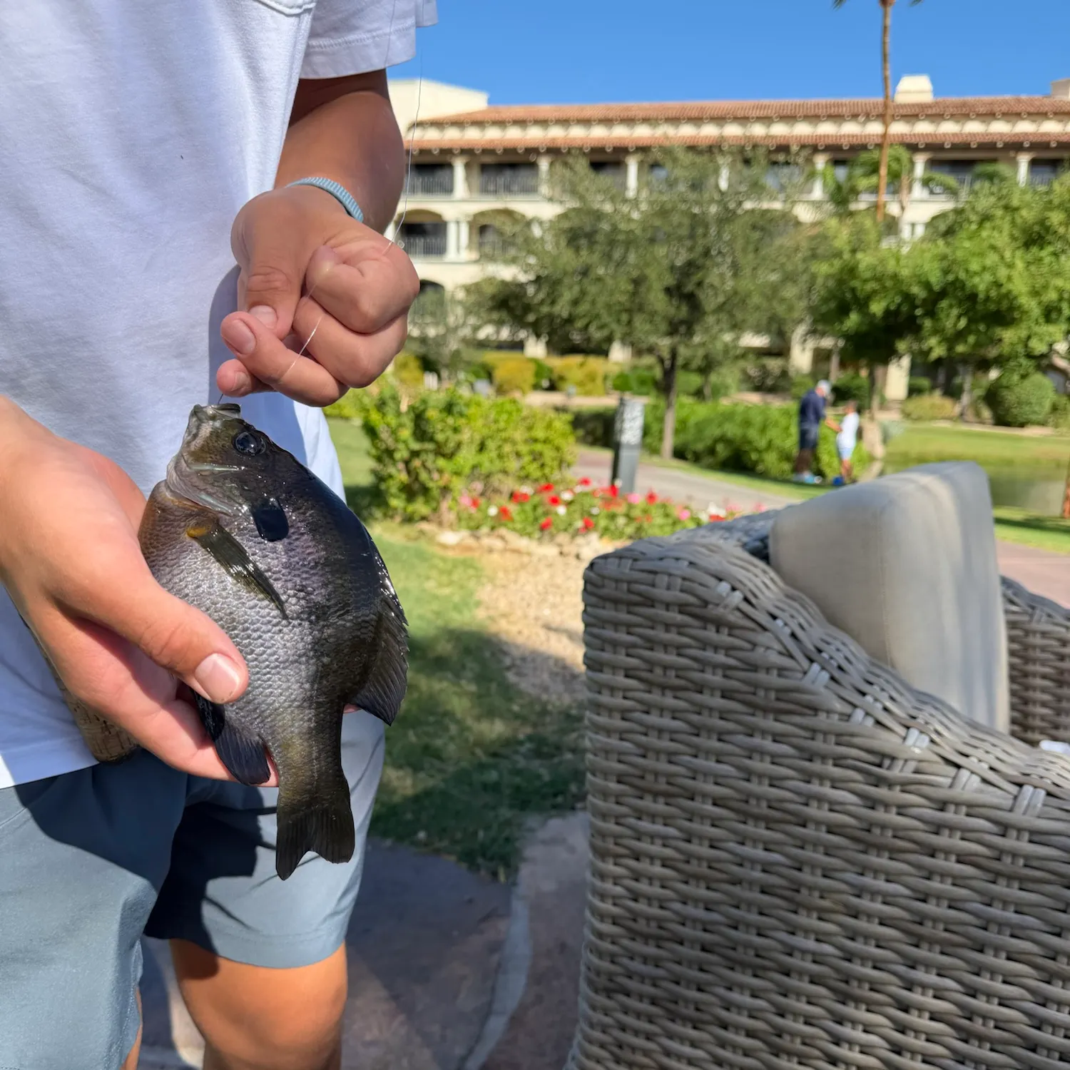 The most recent Coppernose bluegill catches on Fishbrain