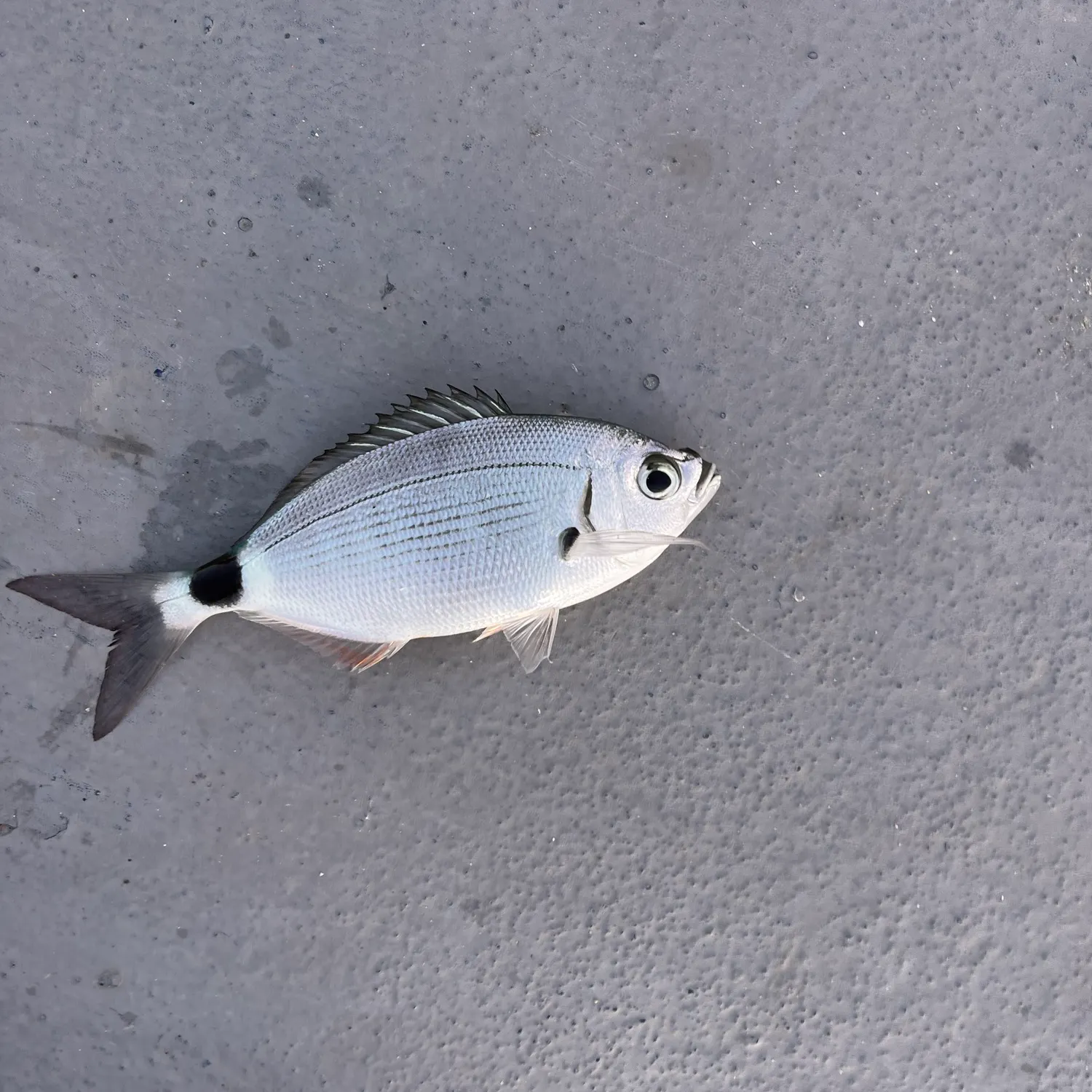 The most recent Saddled seabream catches on Fishbrain