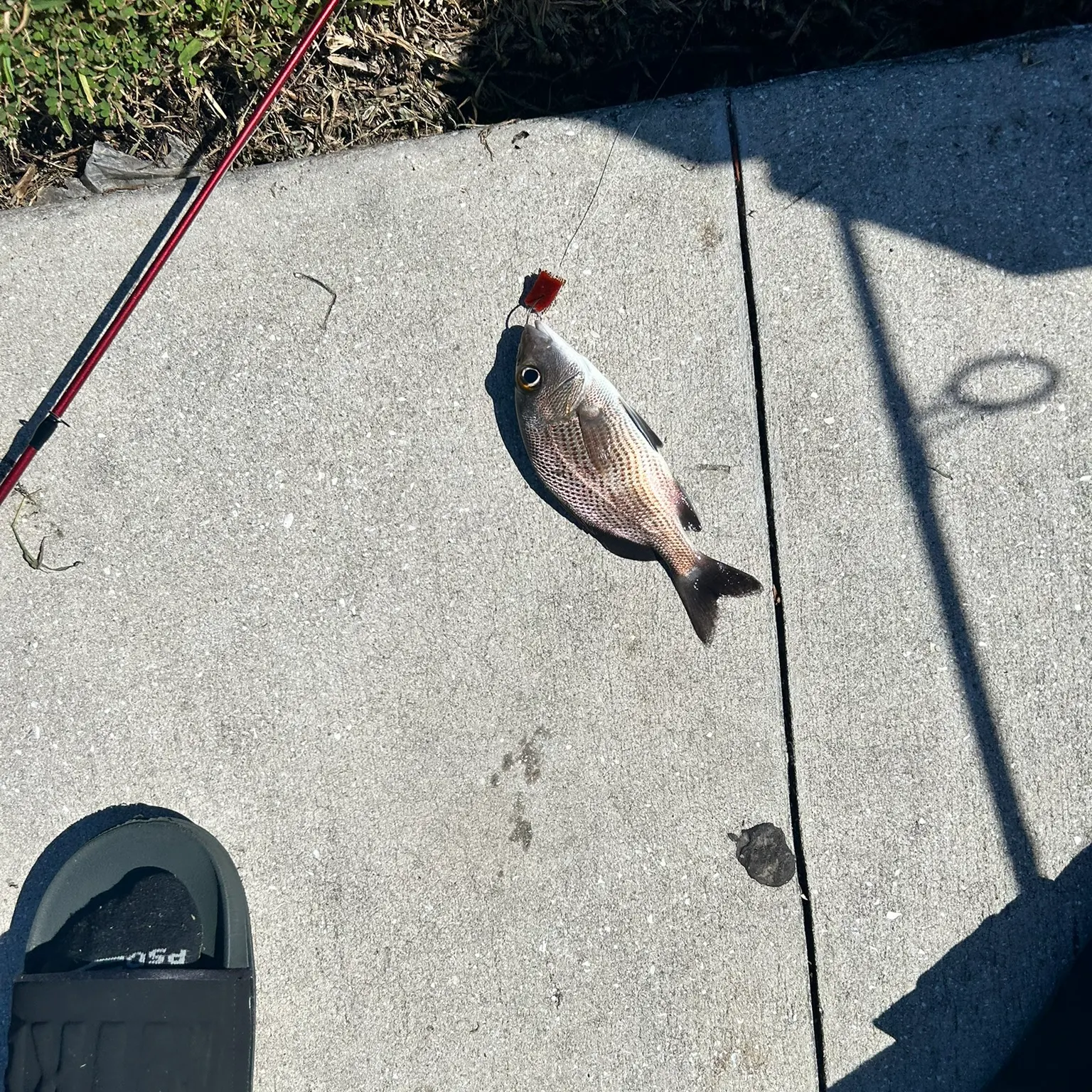 The most recent Sailor's choice grunt catches on Fishbrain