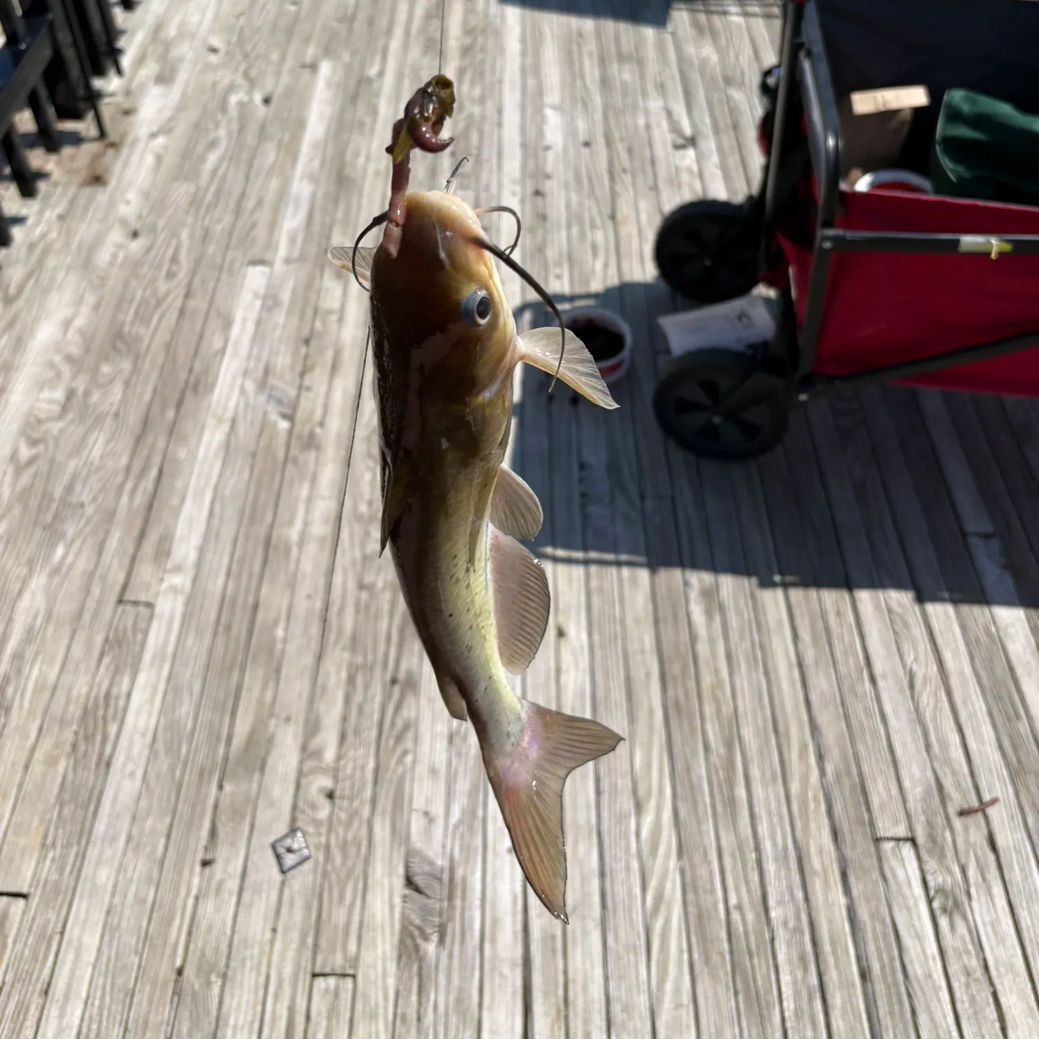catch