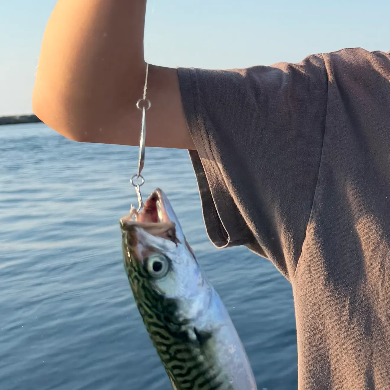 The most recent Atlantic mackerel catches on Fishbrain