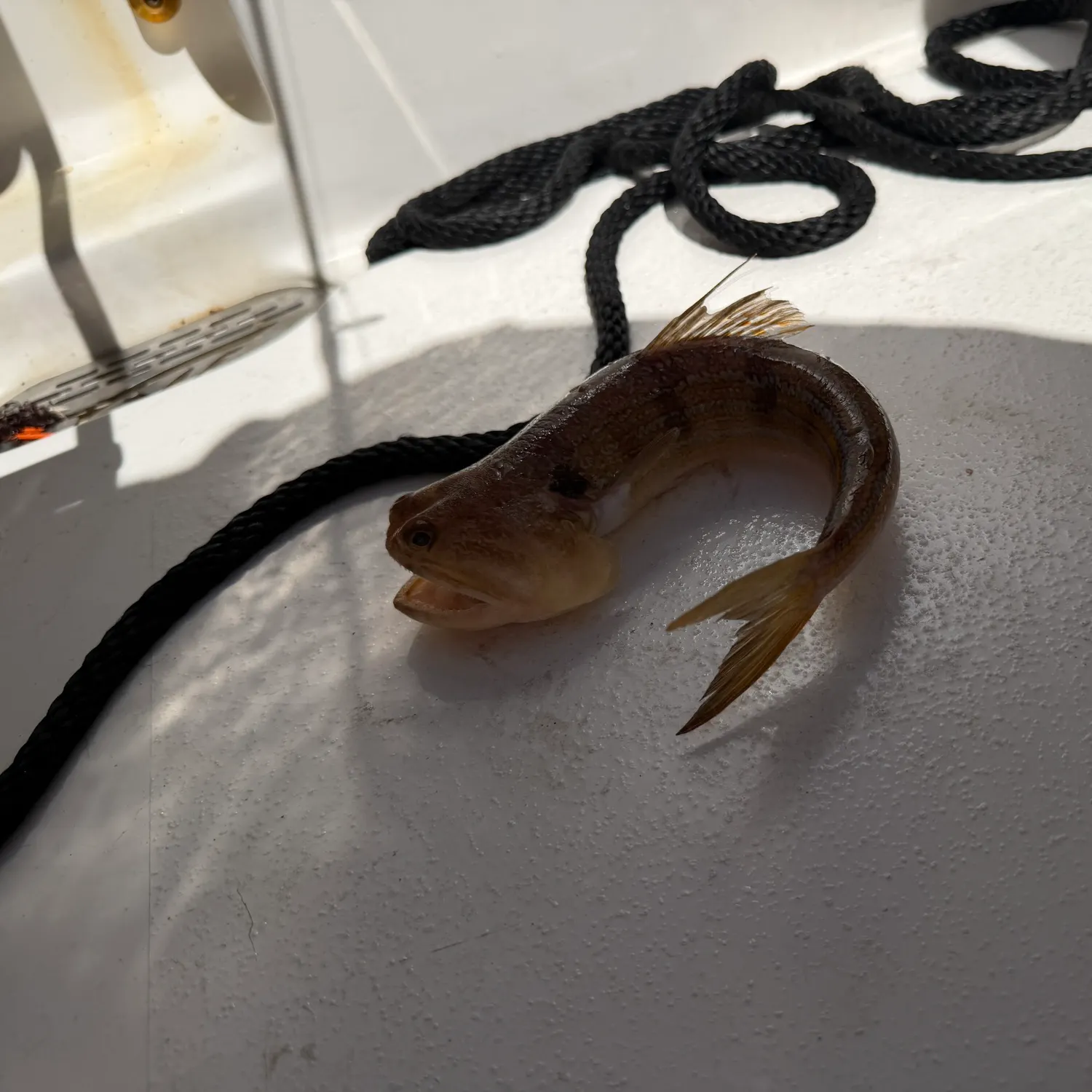 The most recent Atlantic lizardfish catches on Fishbrain
