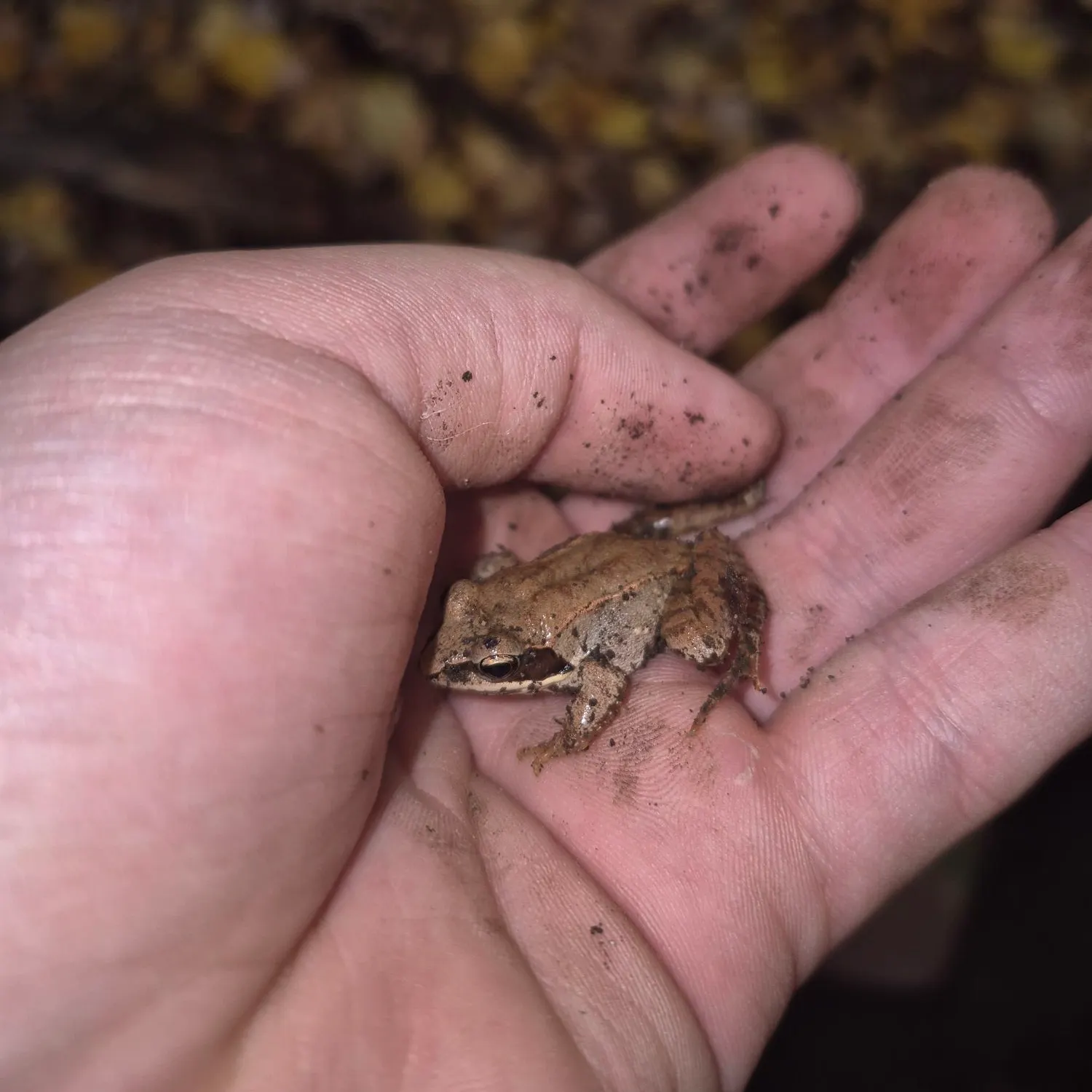 The most recent Pickerel frog catches on Fishbrain