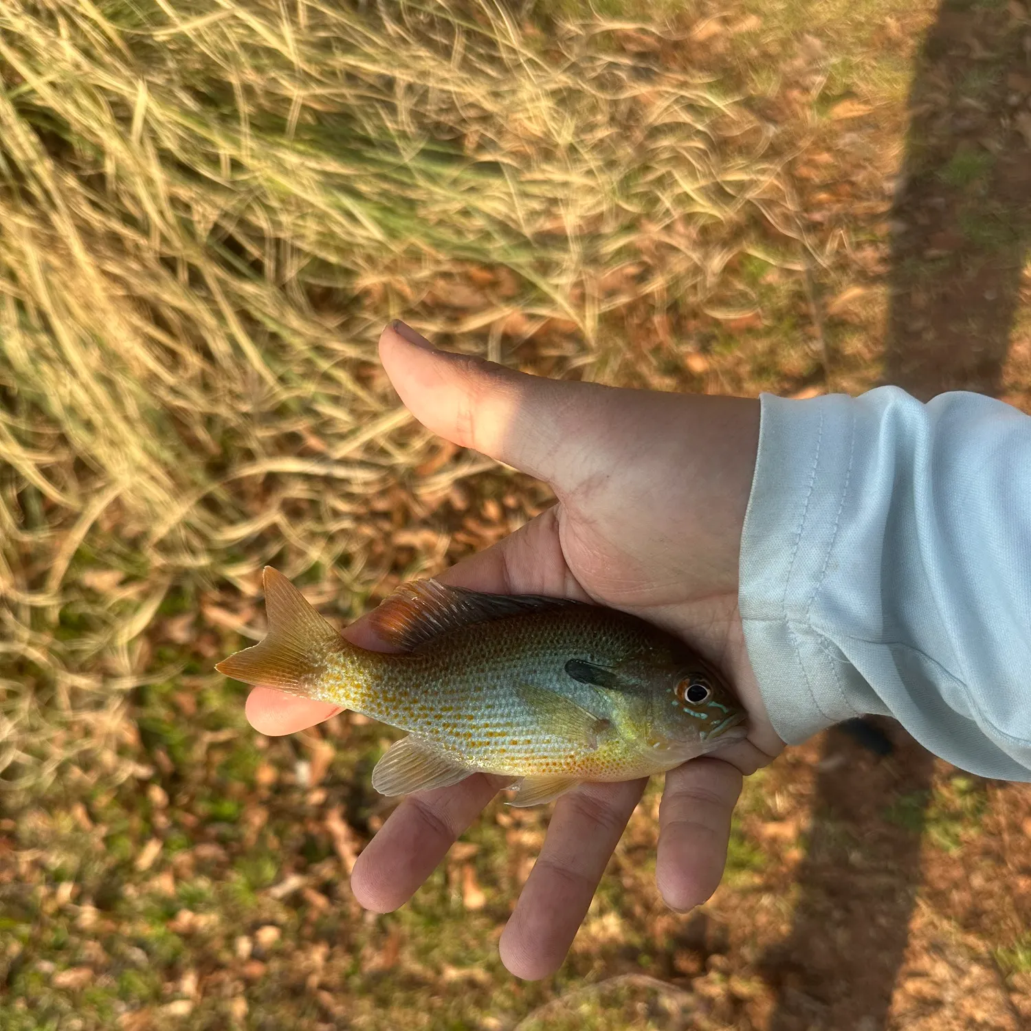 The most recent Redbreast × green sunfish catches on Fishbrain