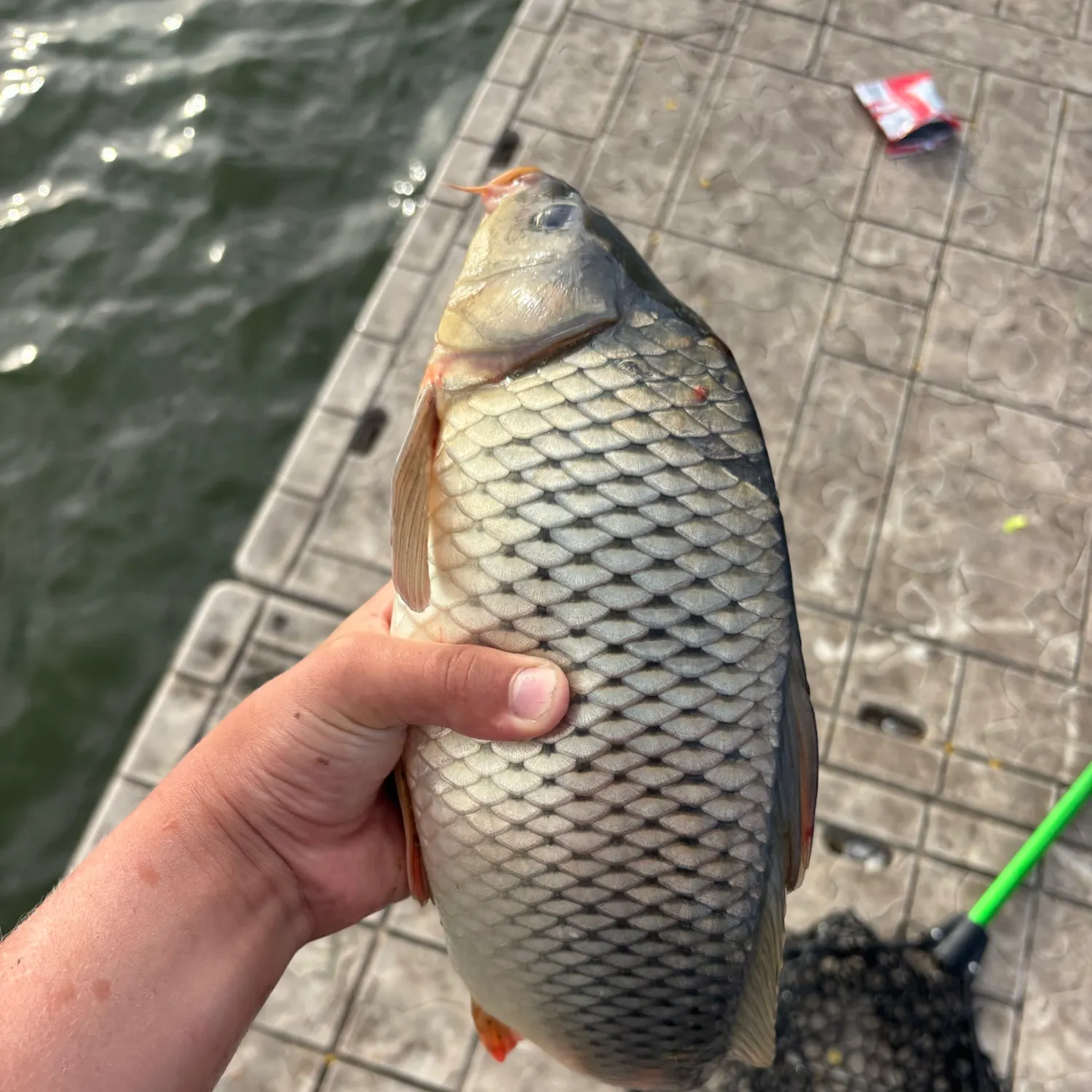 Common carp caught on Fishbrain
