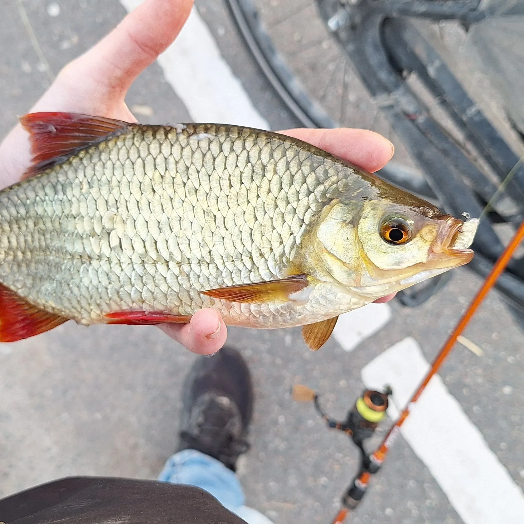 Common rudd caught on Fishbrain