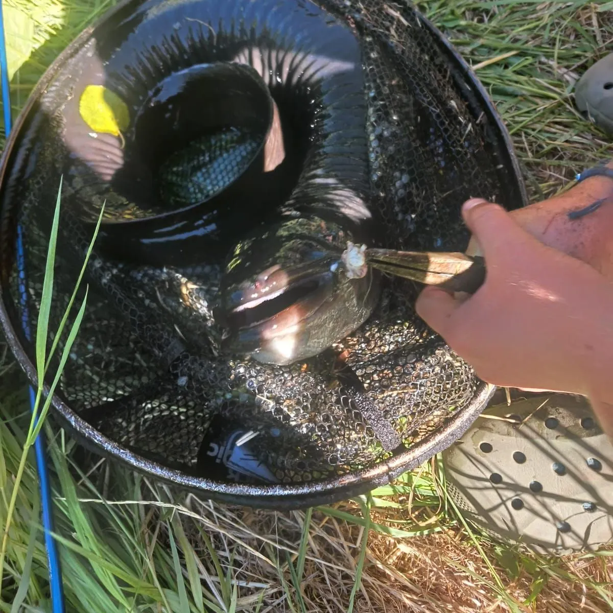 The most recent New Zealand longfin eel catches on Fishbrain