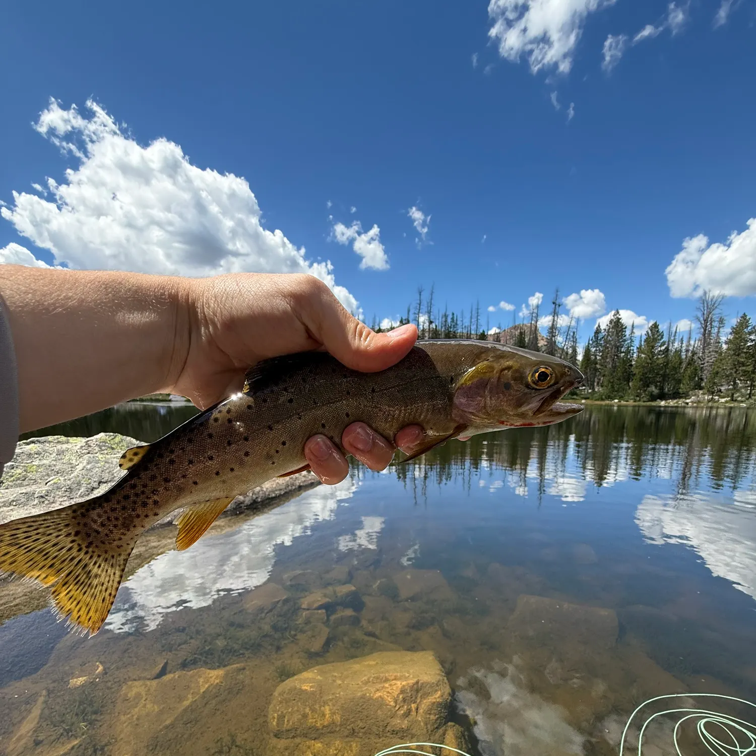 The most recent Bear River cutthroat trout catches on Fishbrain