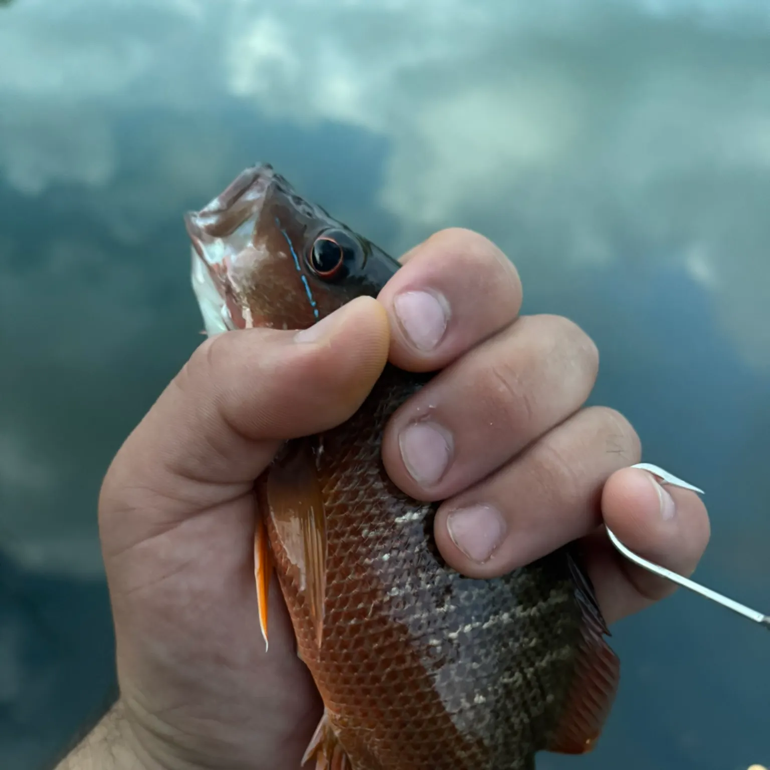 The most recent Dog Snapper catches on Fishbrain