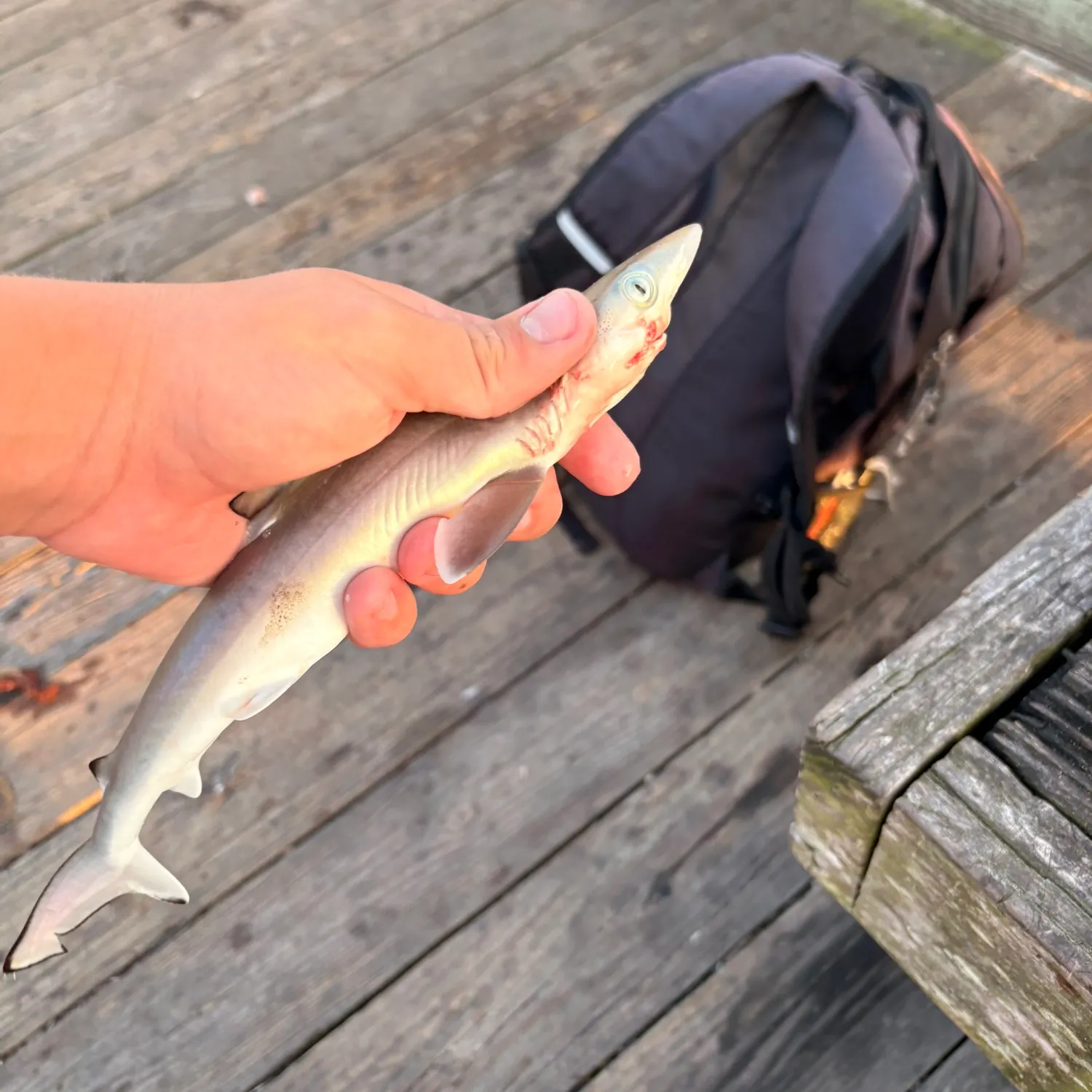 catch
