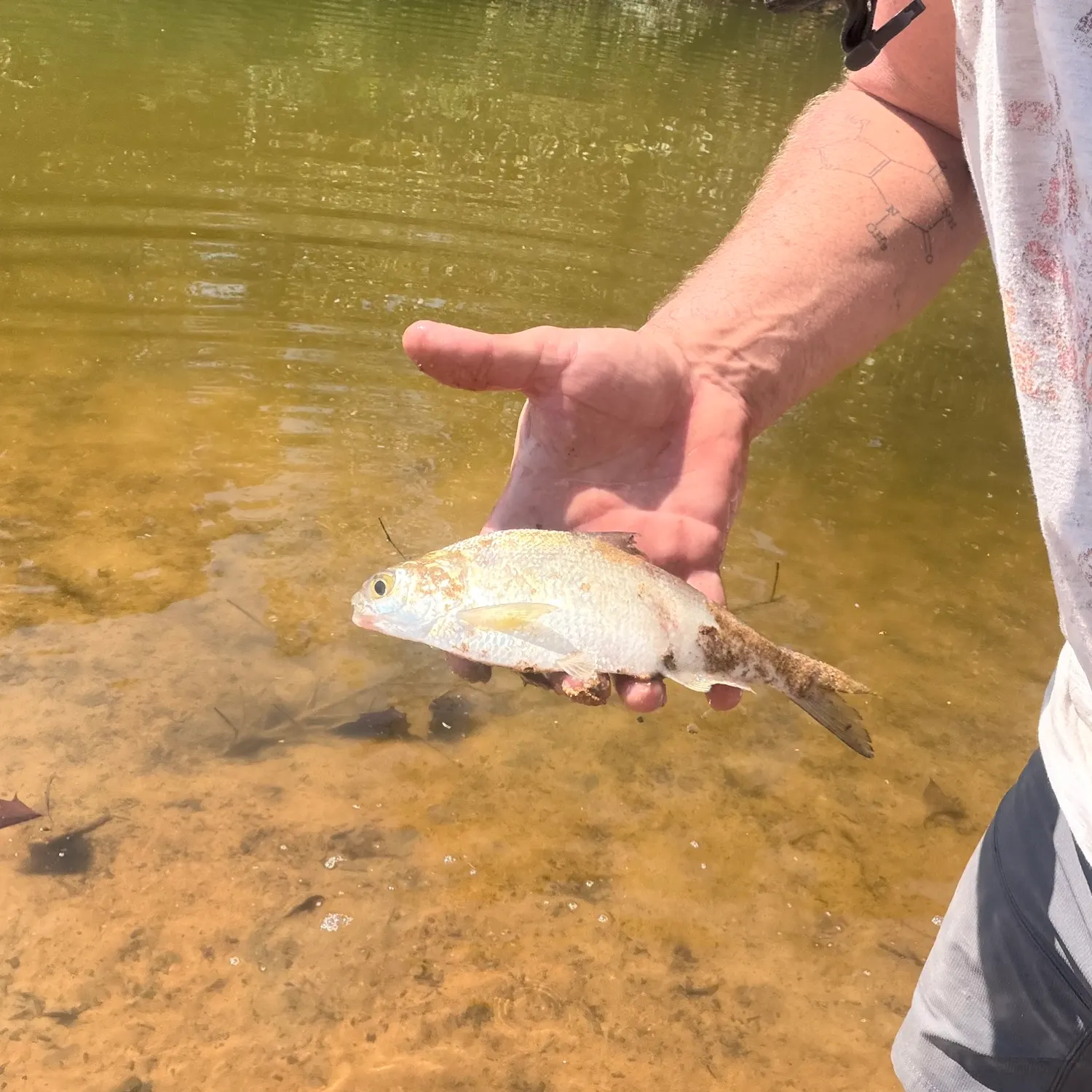 American gizzard shad caught on Fishbrain