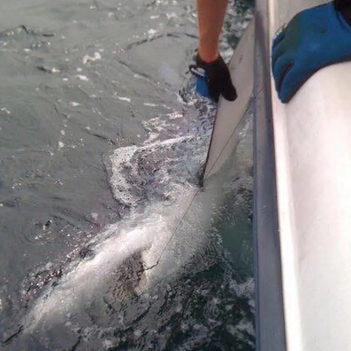 The most recent Blue shark catches on Fishbrain