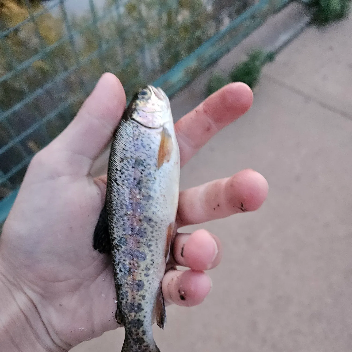 Rainbow trout caught on Fishbrain