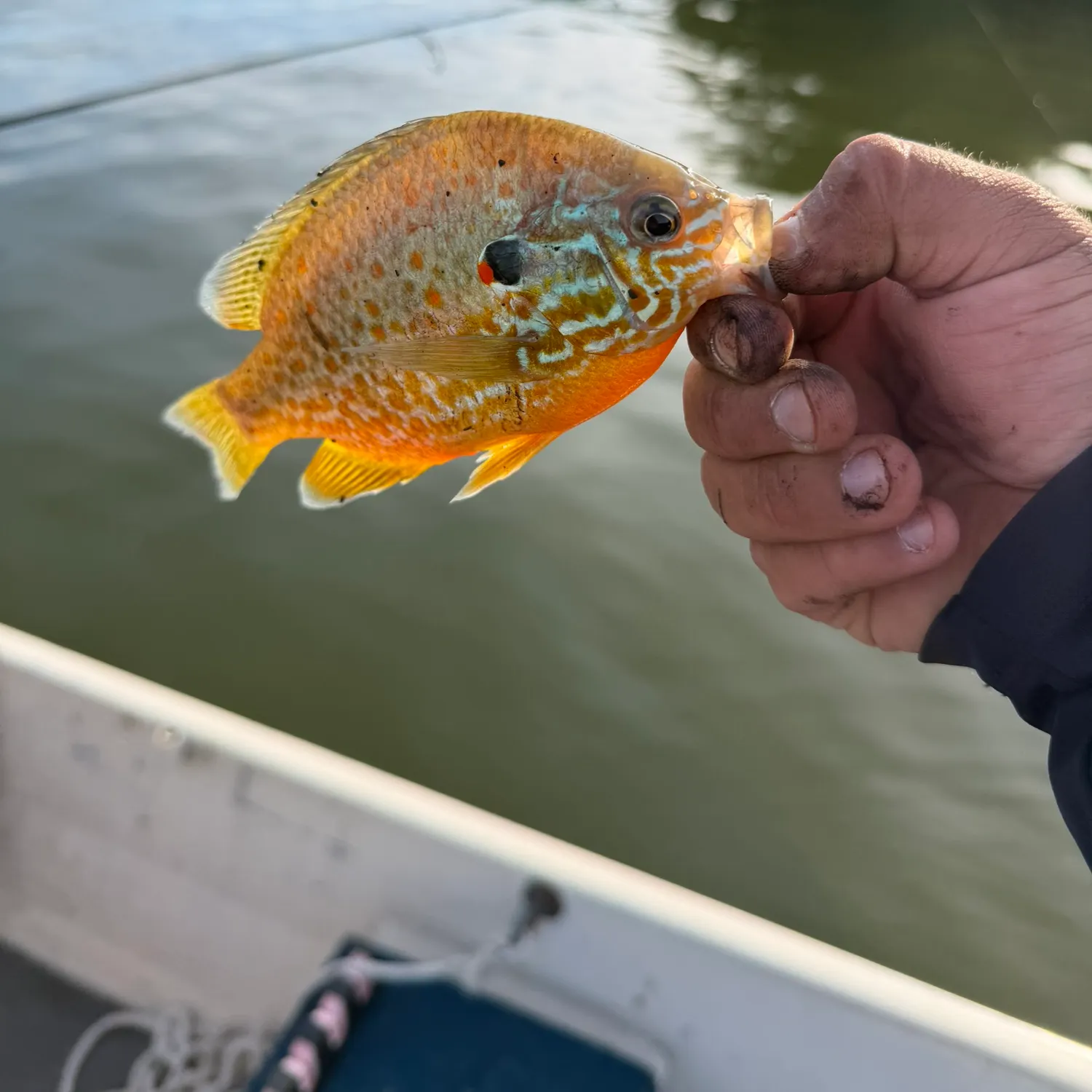 Orangespotted sunfish caught on Fishbrain