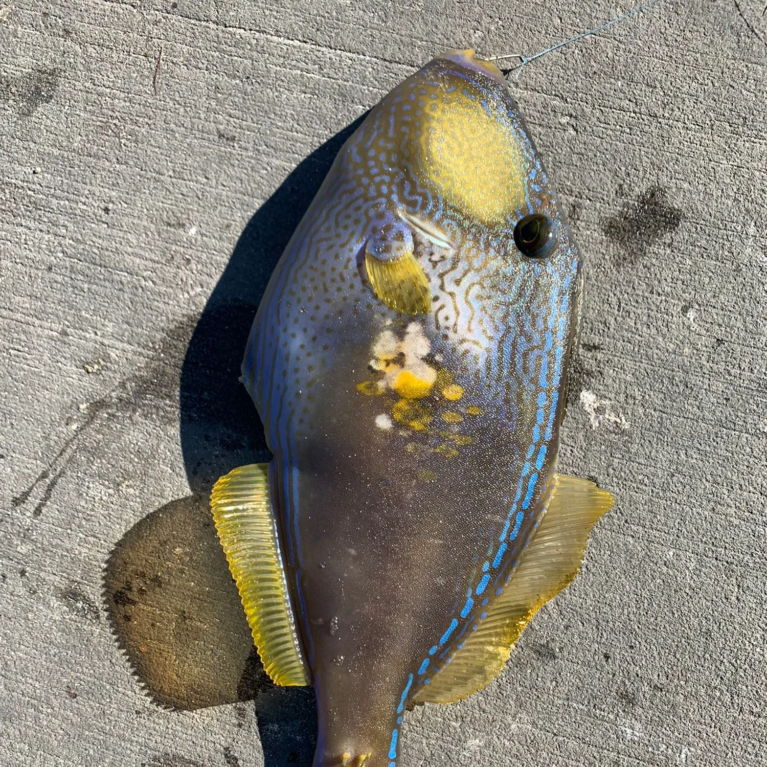 recently logged catches