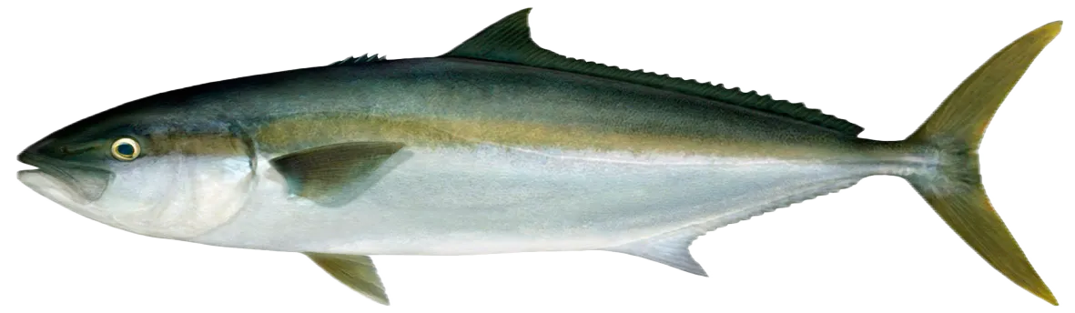 California yellowtail amberjack