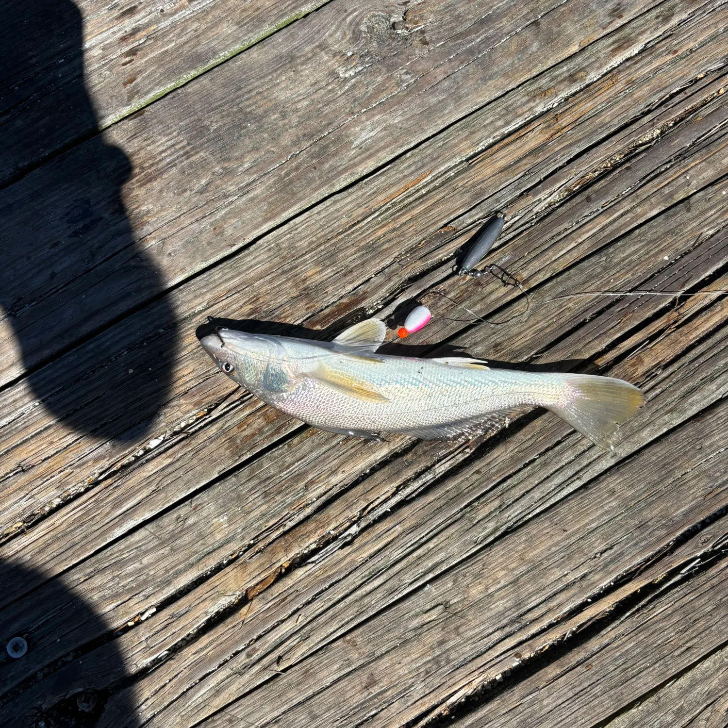 The most recent Gulf kingcroaker catches on Fishbrain