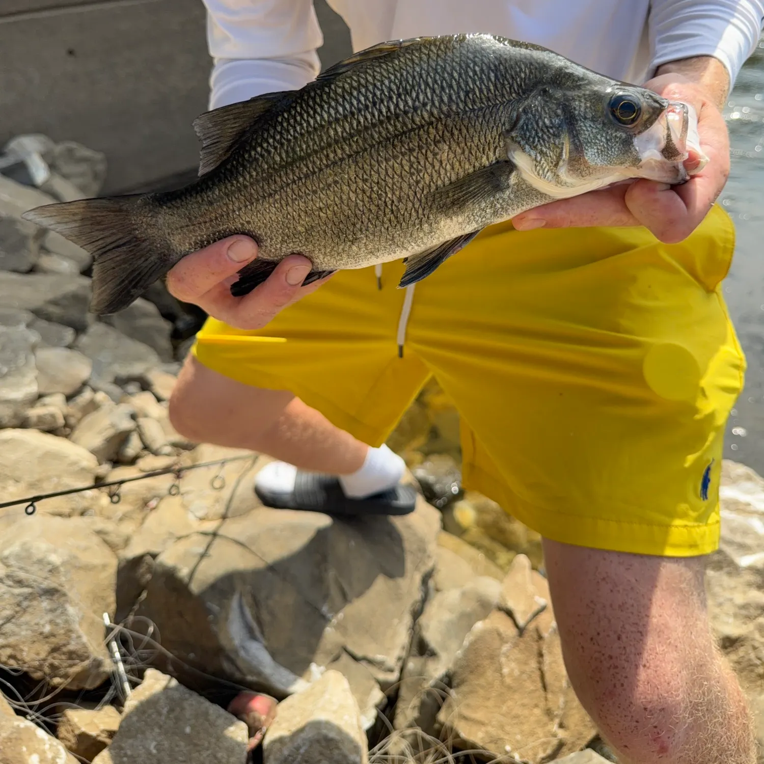 White bass caught on Fishbrain