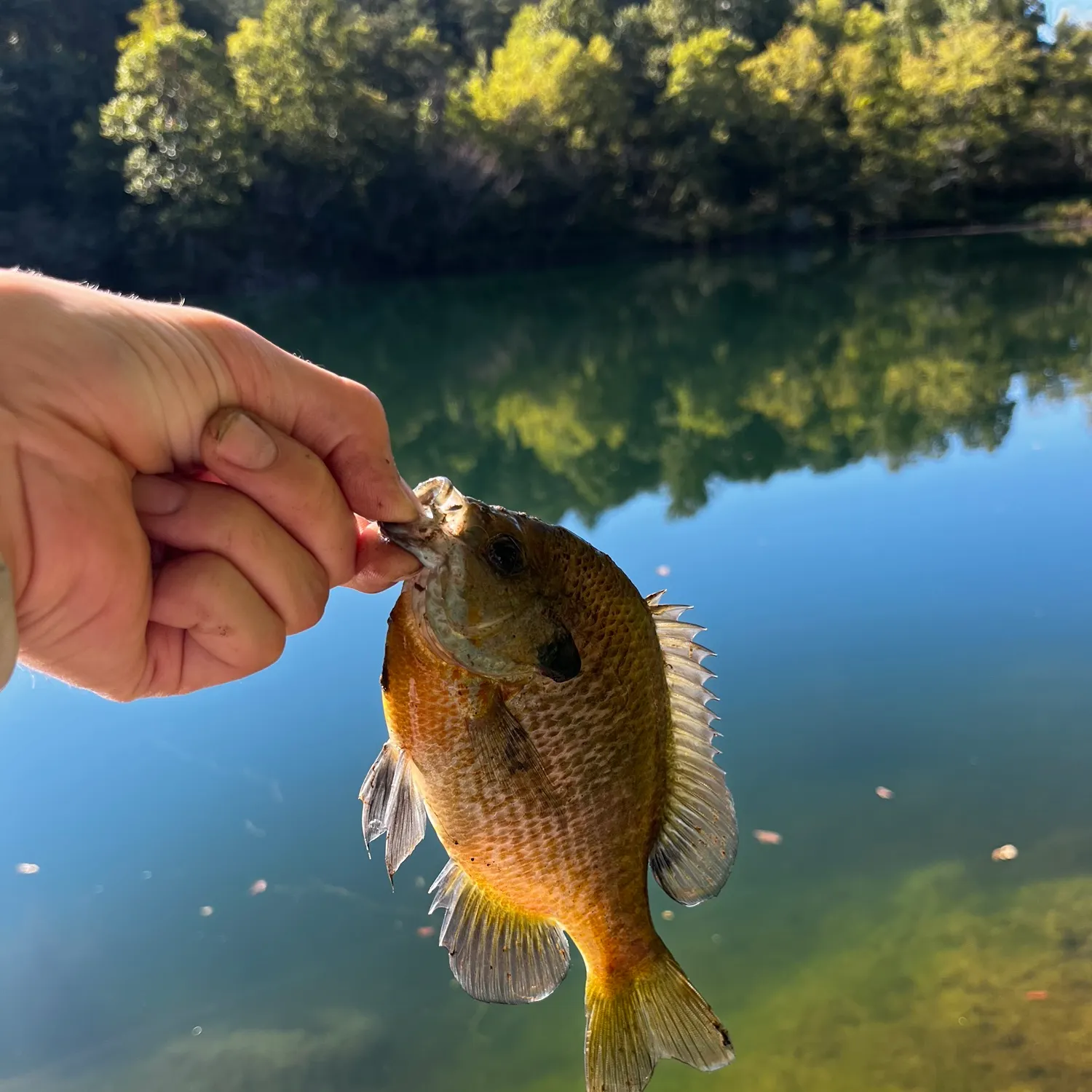 Bluegill caught on Fishbrain