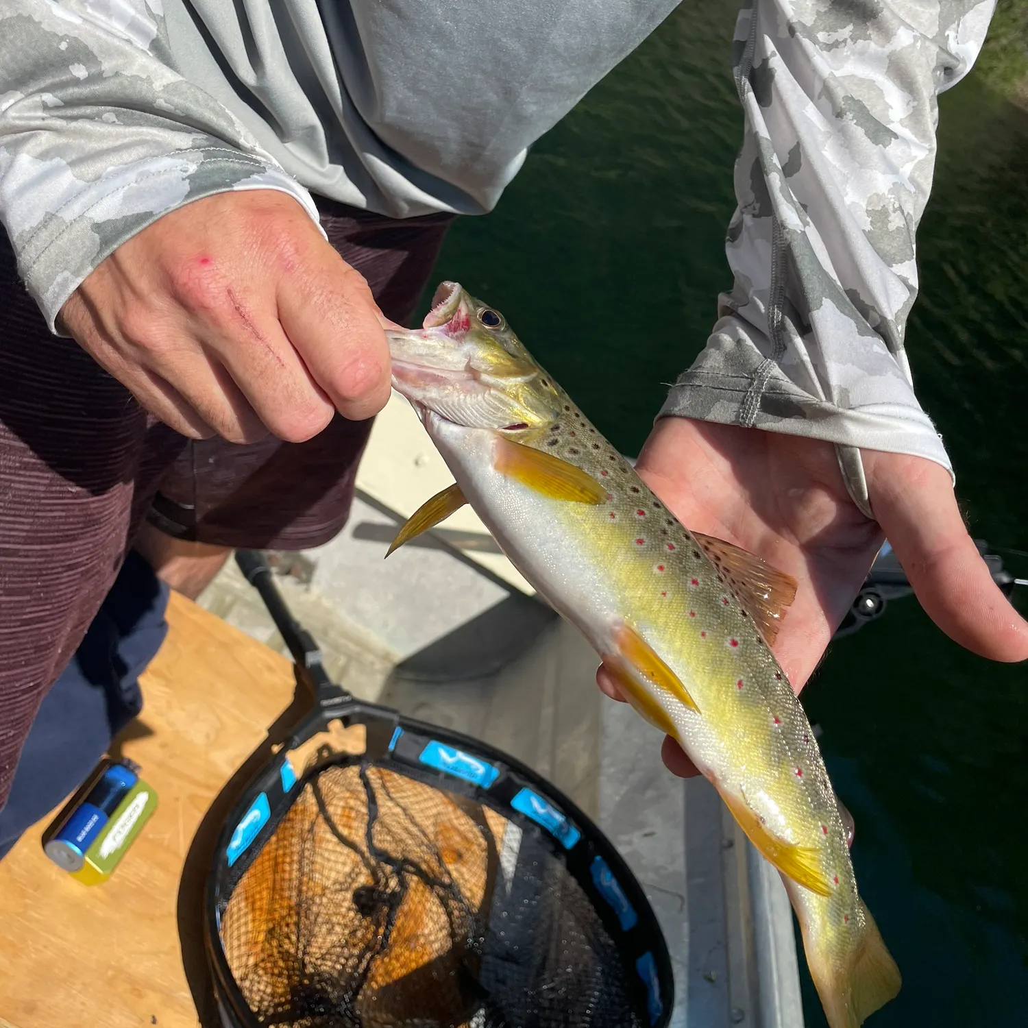 recently logged catches