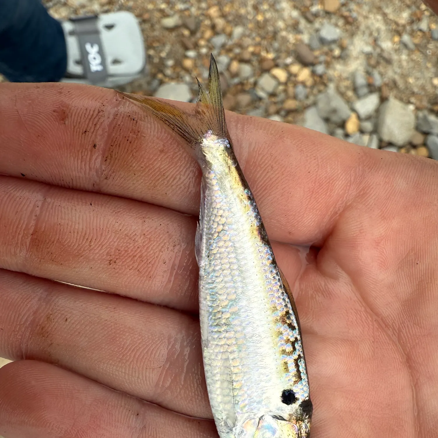 The most recent Threadfin shad catches on Fishbrain