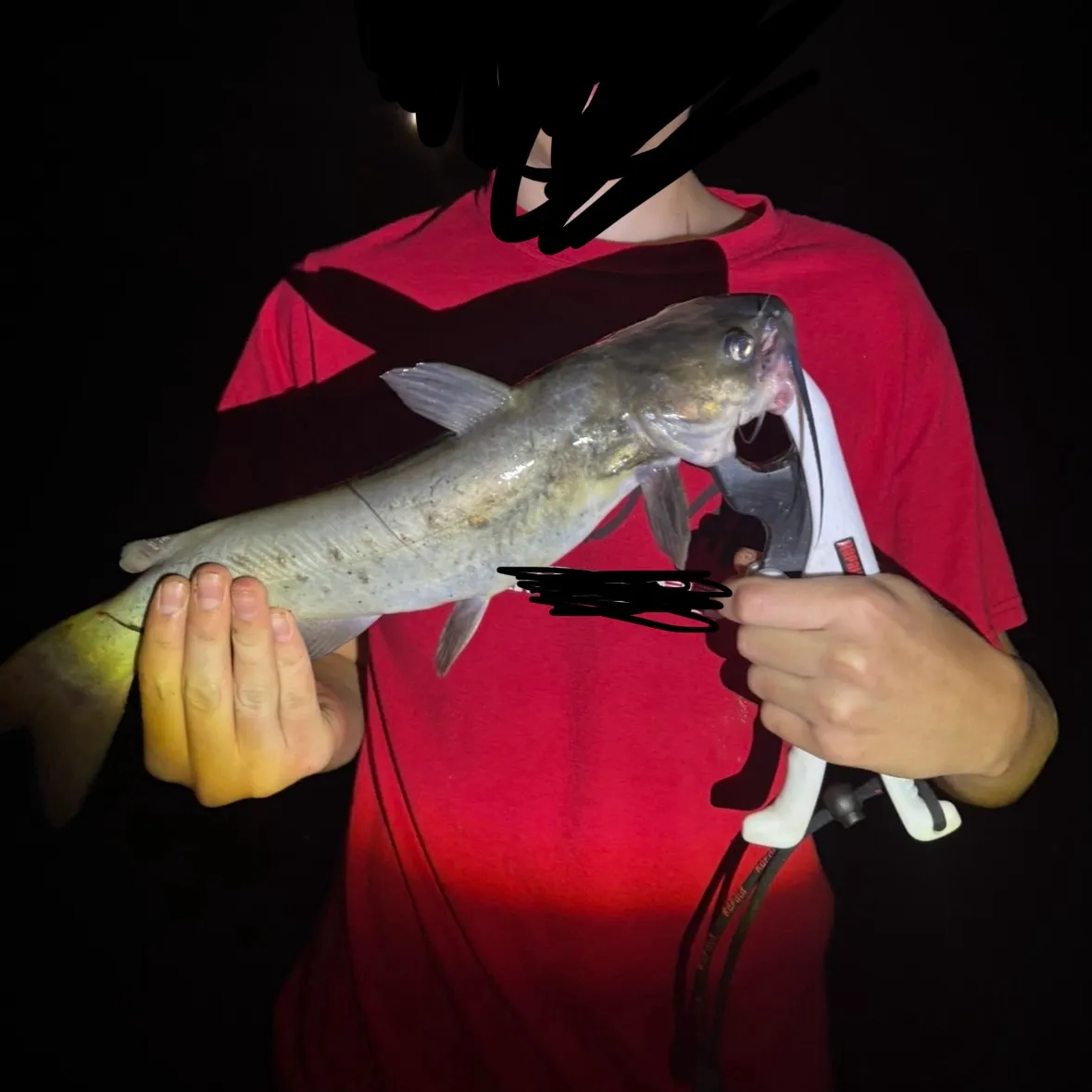 Channel catfish caught on Fishbrain