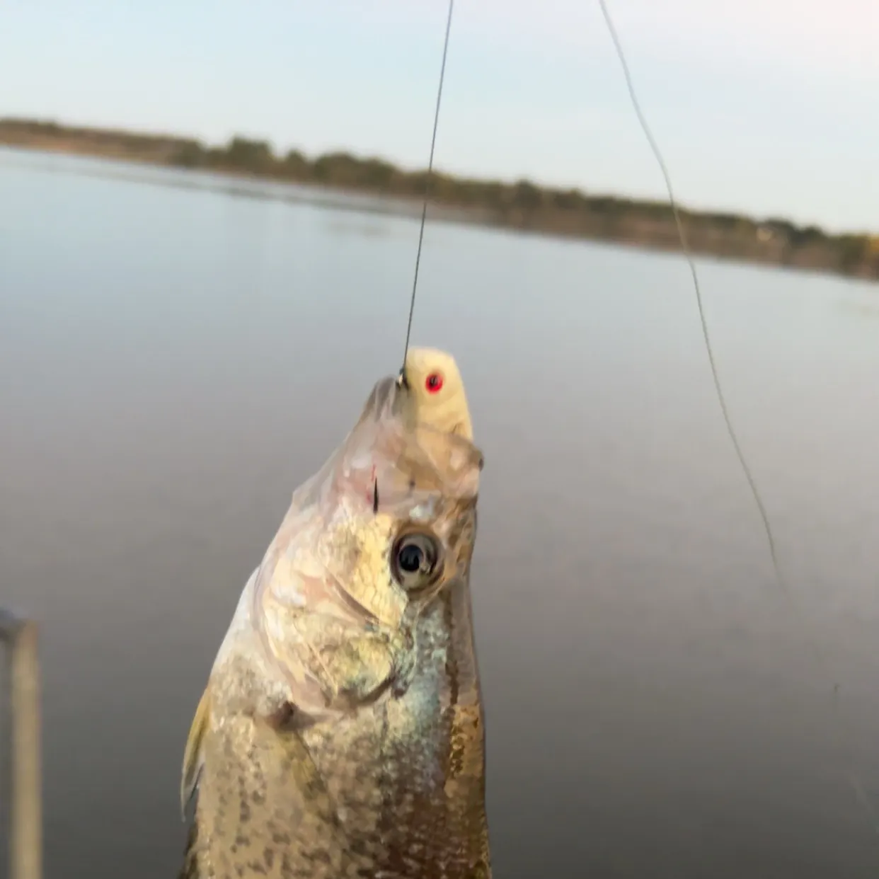 Black crappie caught on Fishbrain