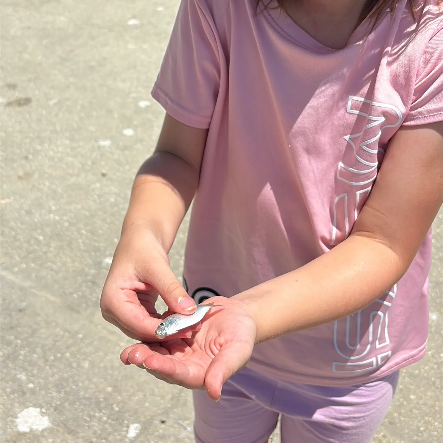 The most recent Atlantic thread herring catches on Fishbrain