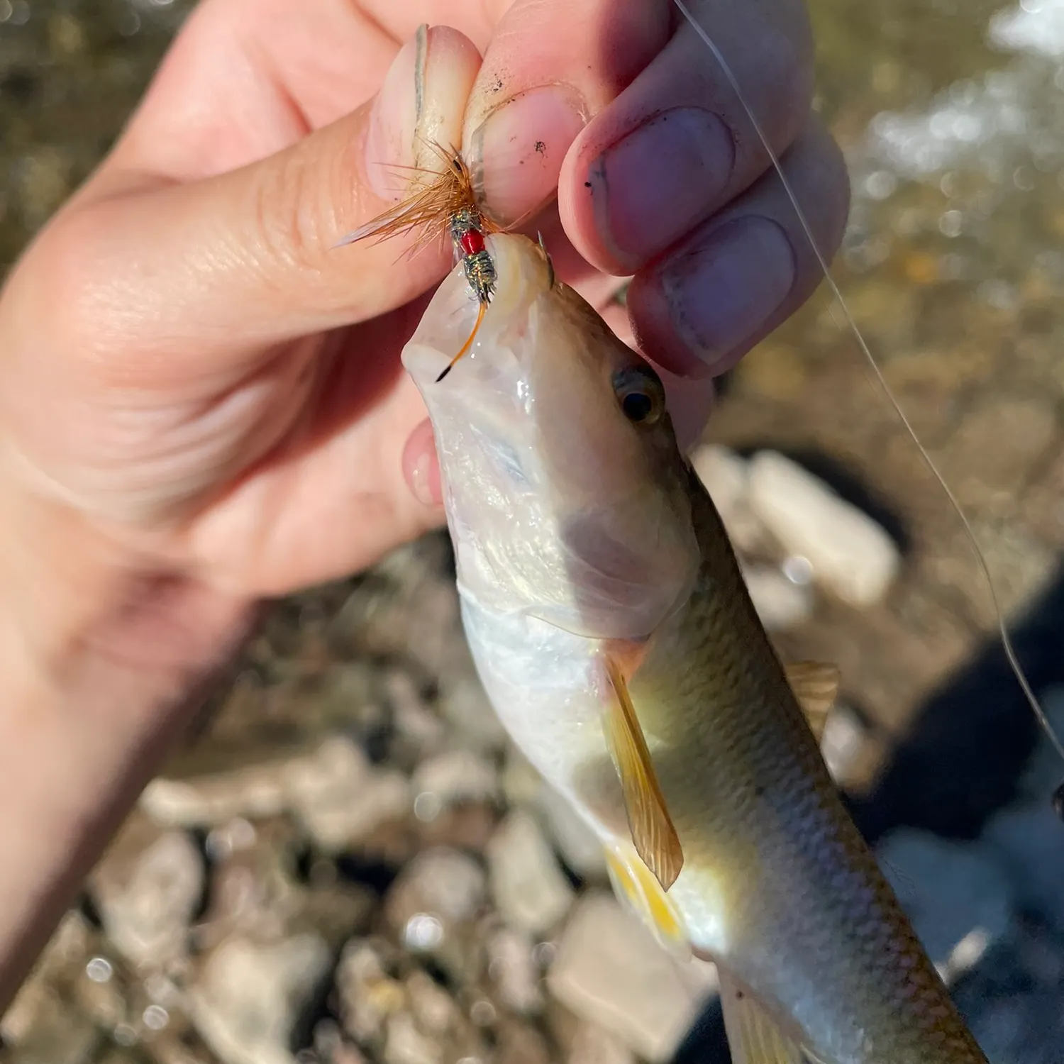 River chub caught on Fishbrain