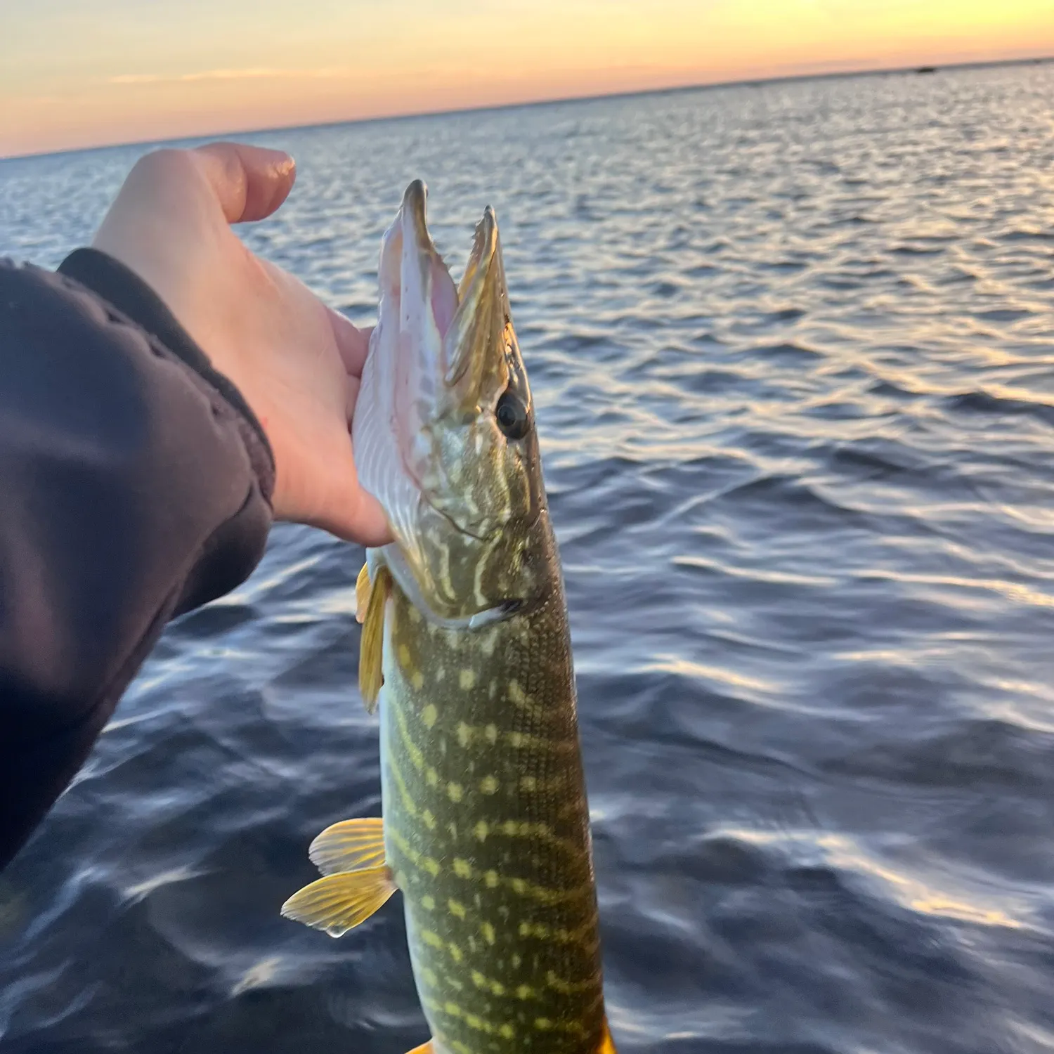 The most recent Northern pike catches on Fishbrain