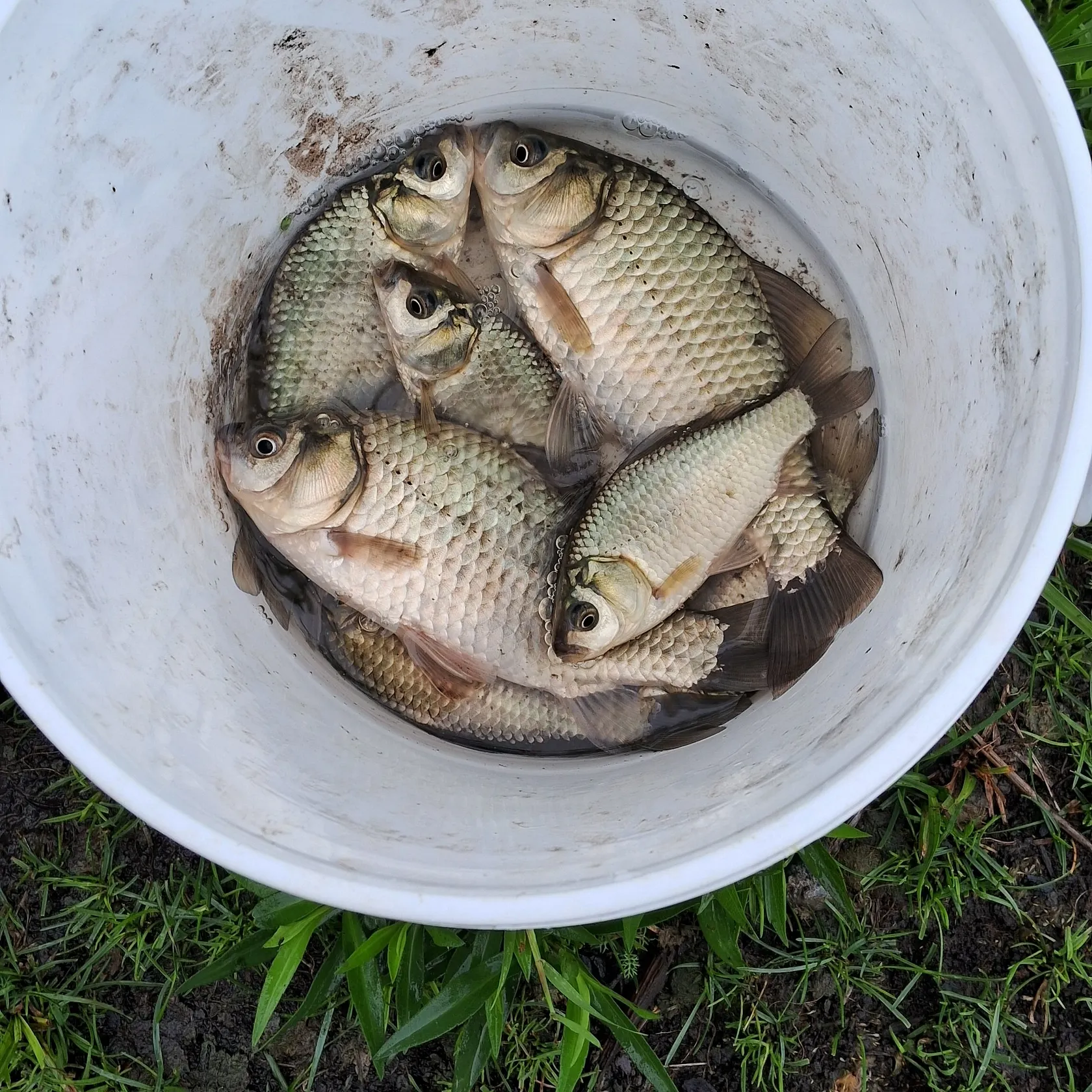 The most recent Prussian carp catches on Fishbrain
