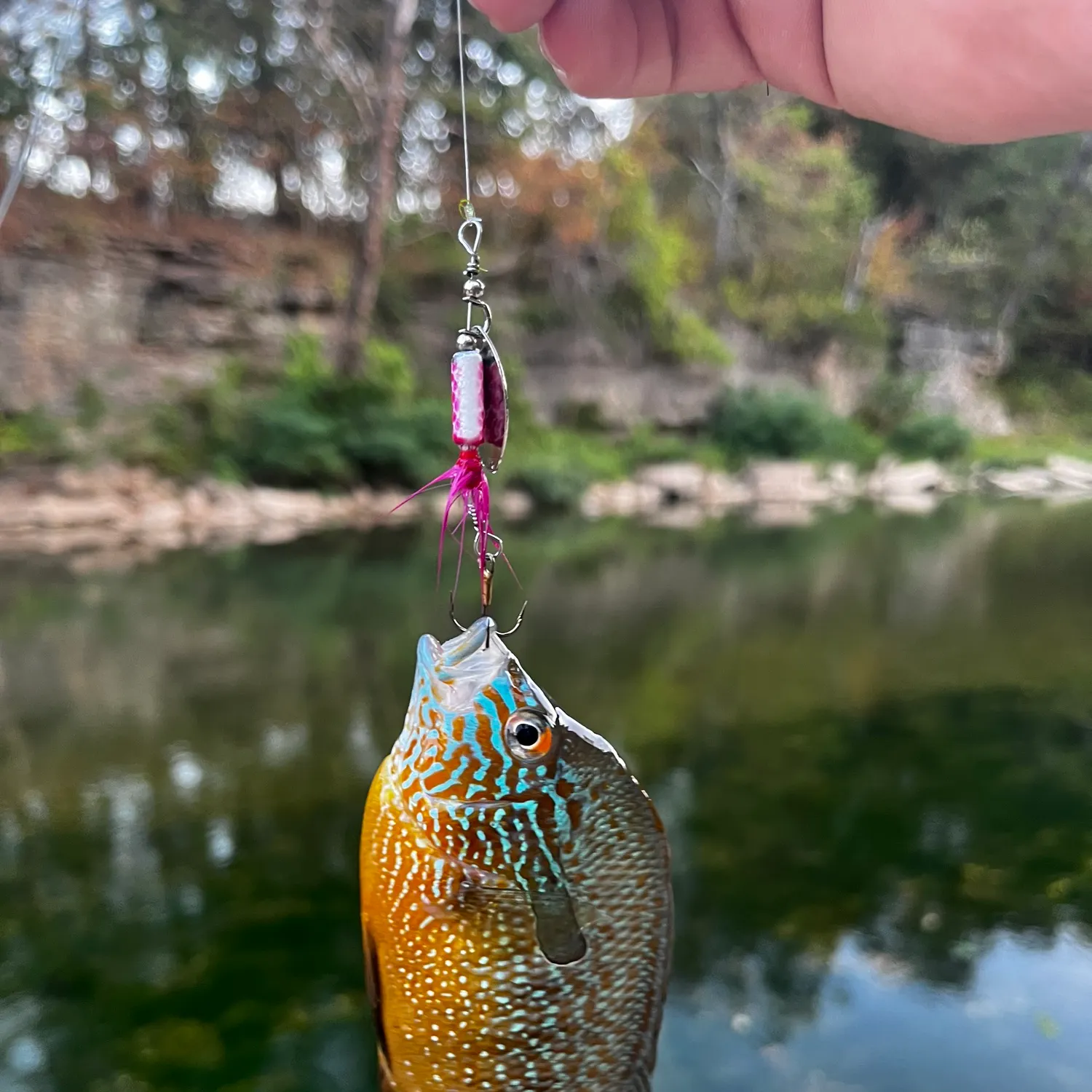 Longear sunfish caught on Fishbrain
