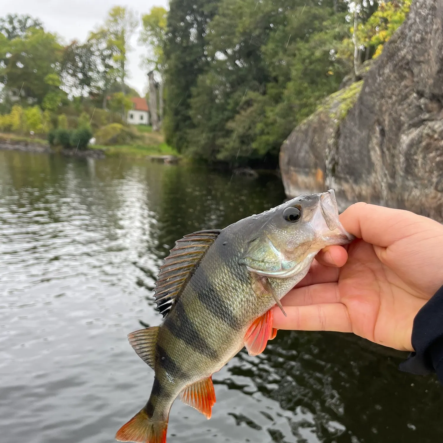 European perch caught on Fishbrain