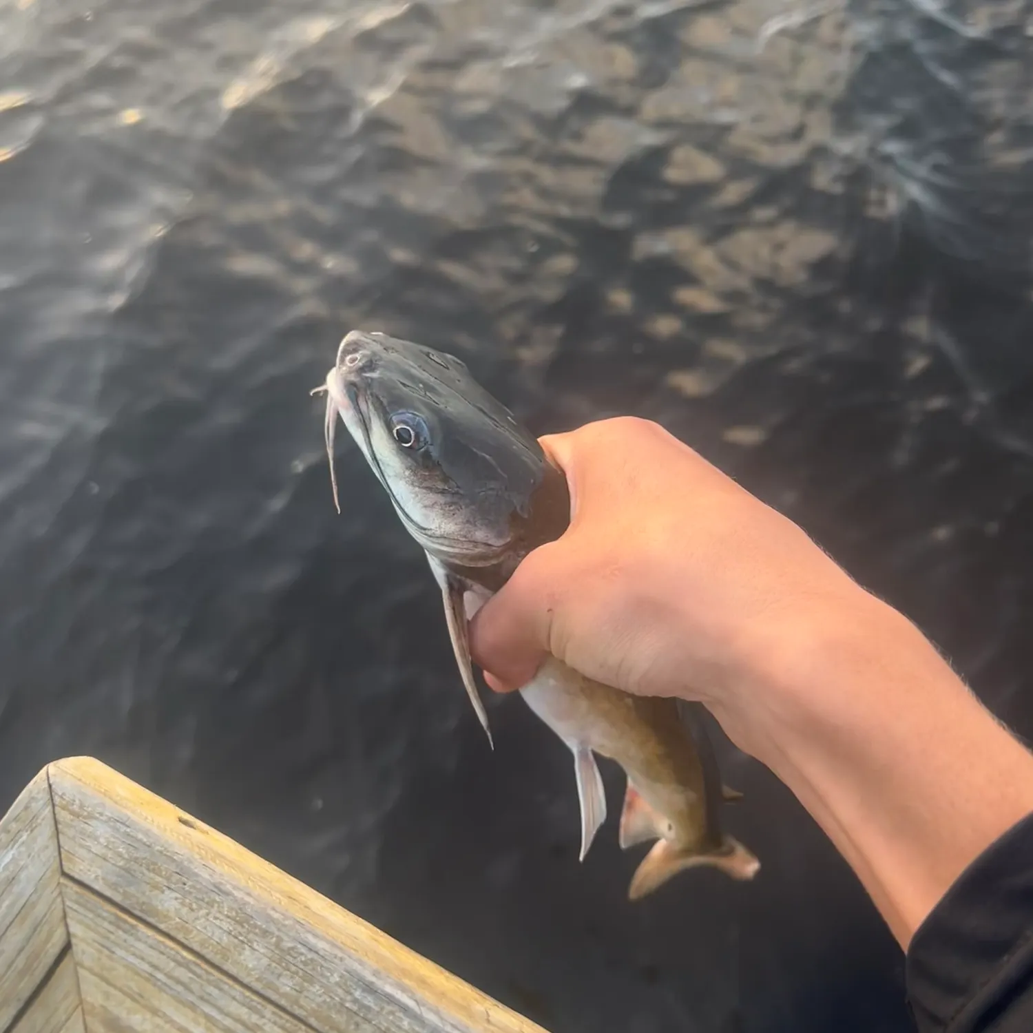 Hardhead sea catfish caught on Fishbrain