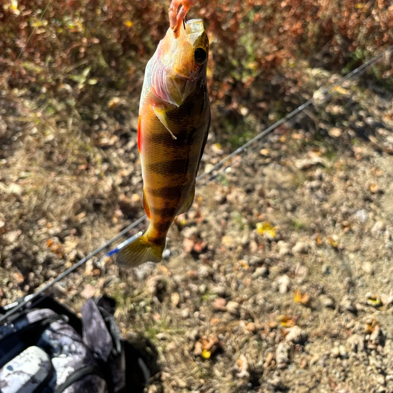 Yellow perch caught on Fishbrain