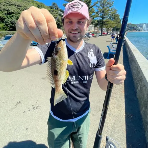 The most recent Spotty wrasse catches on Fishbrain