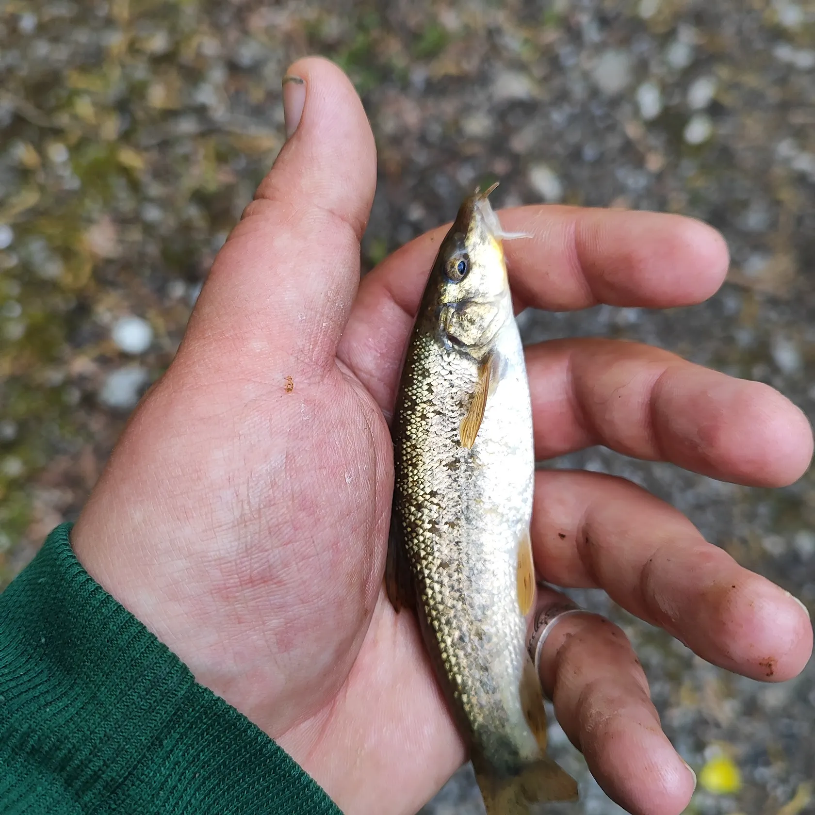 most liked catch image