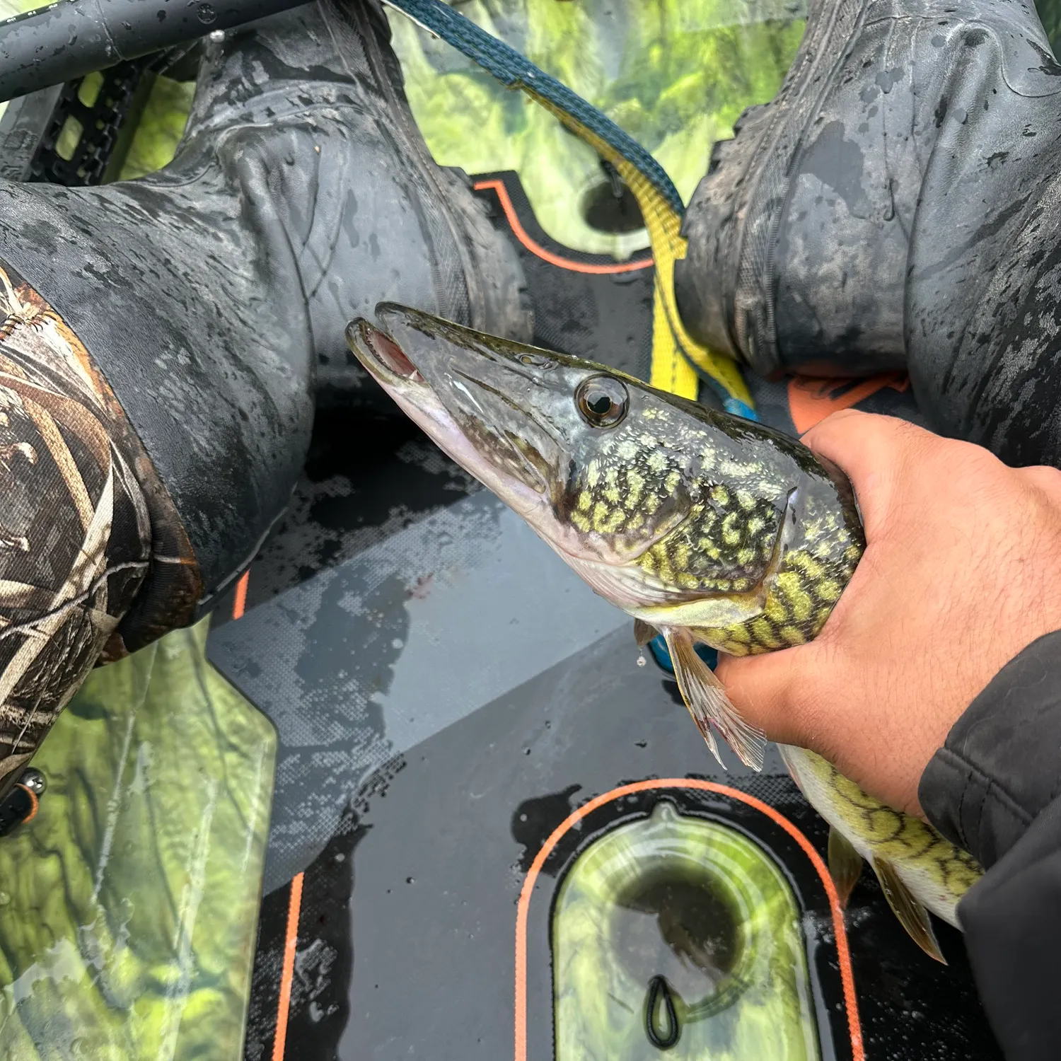 Chain pickerel caught on Fishbrain