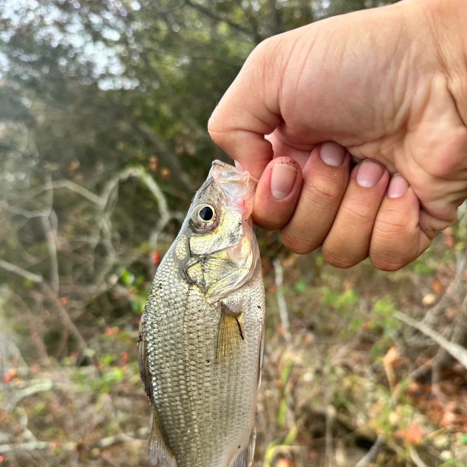 White perch caught on Fishbrain