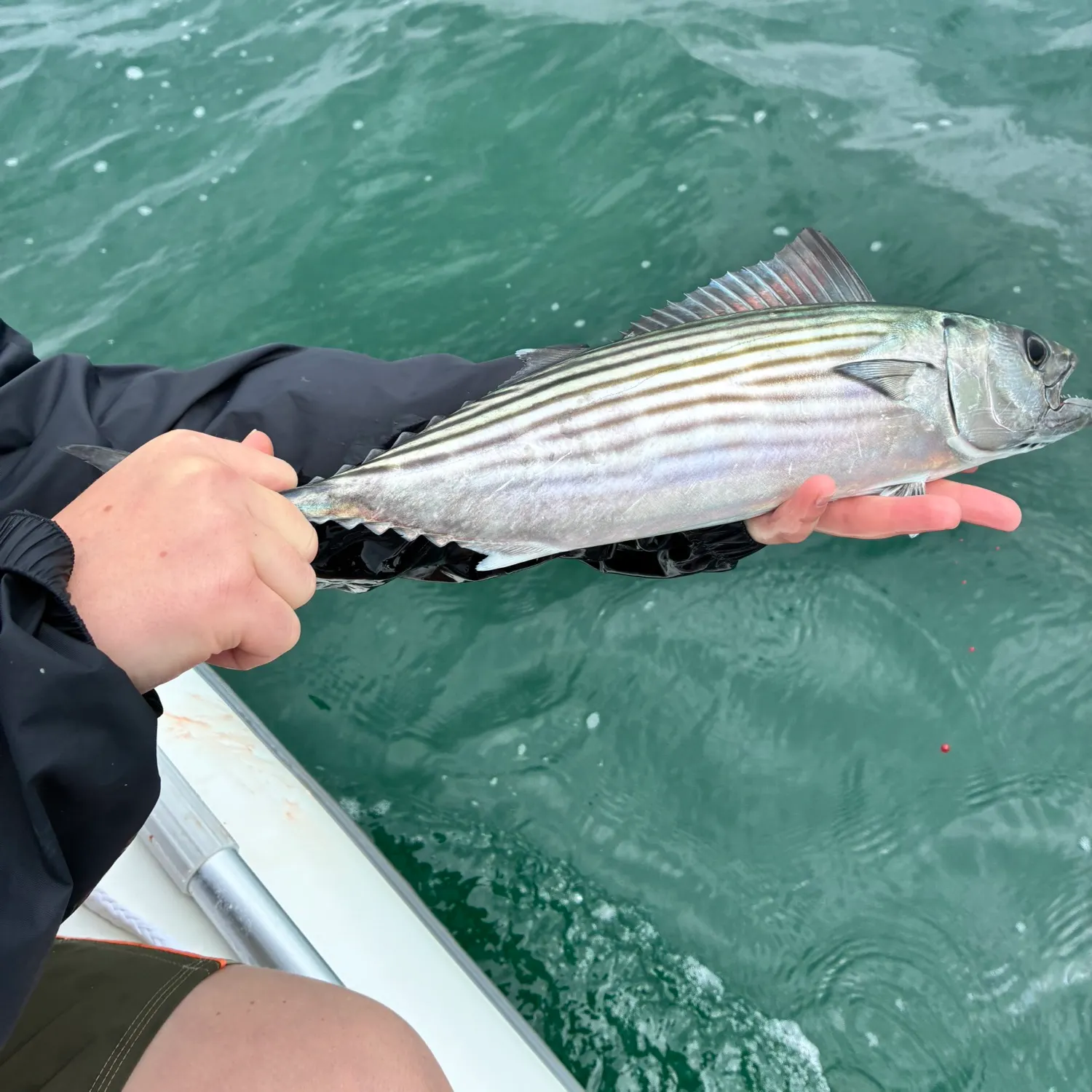 Australian bonito caught on Fishbrain
