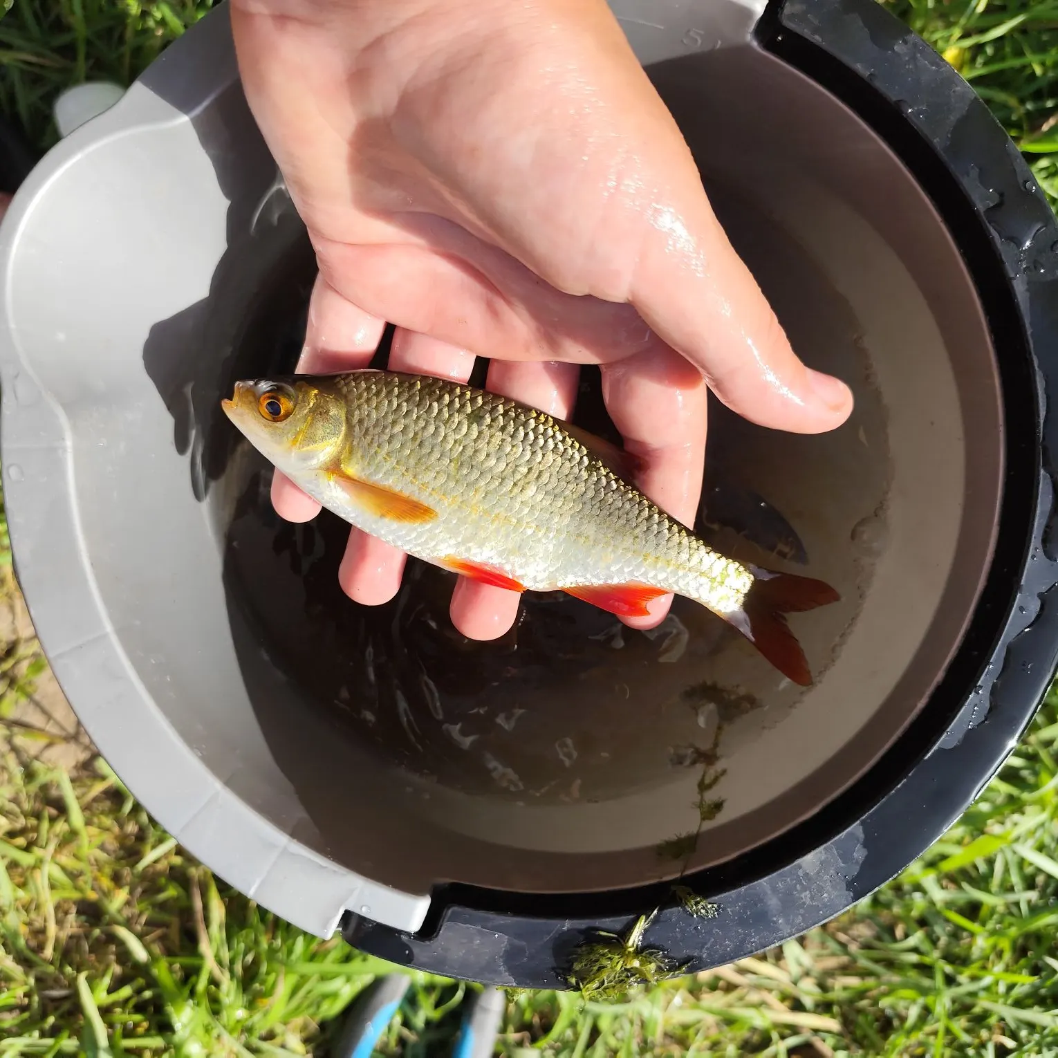 European chub caught on Fishbrain