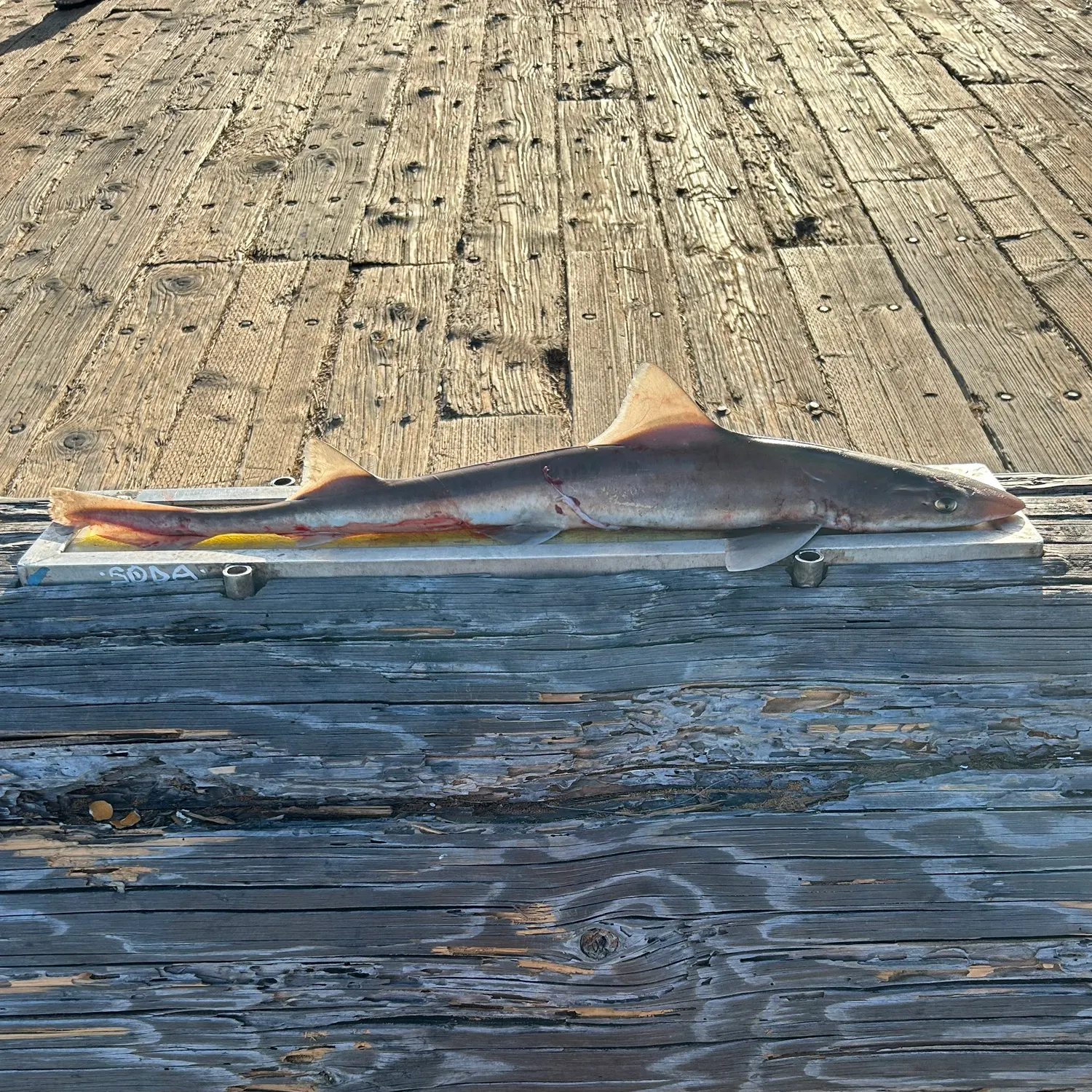 most liked catch image